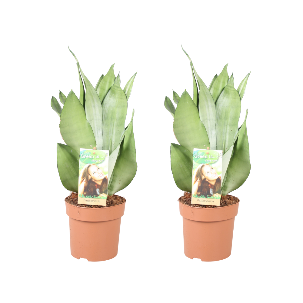 Bogenhanf Moonshine – 2 Stück – Ø14cm – ↕40cm