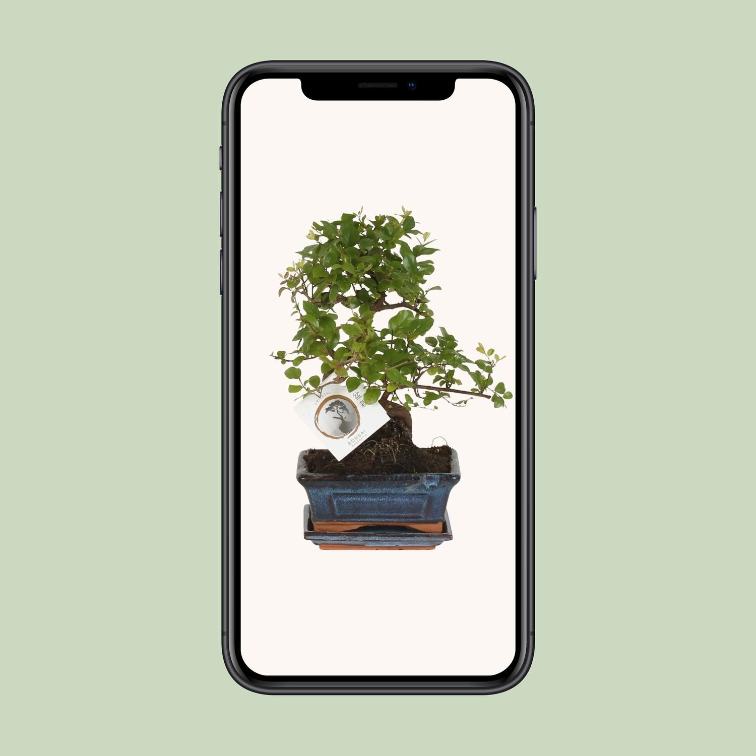 Bonsai Sageretia in S-Form
