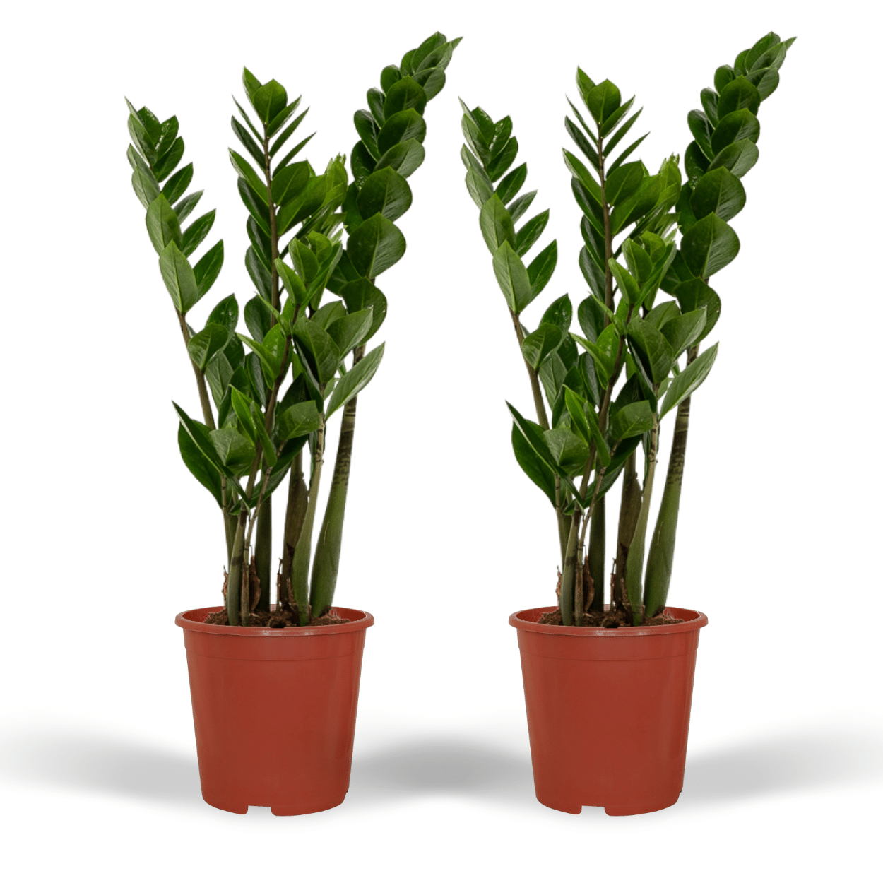 Zamioculcas Zimmerpflanze Smaragdpalme