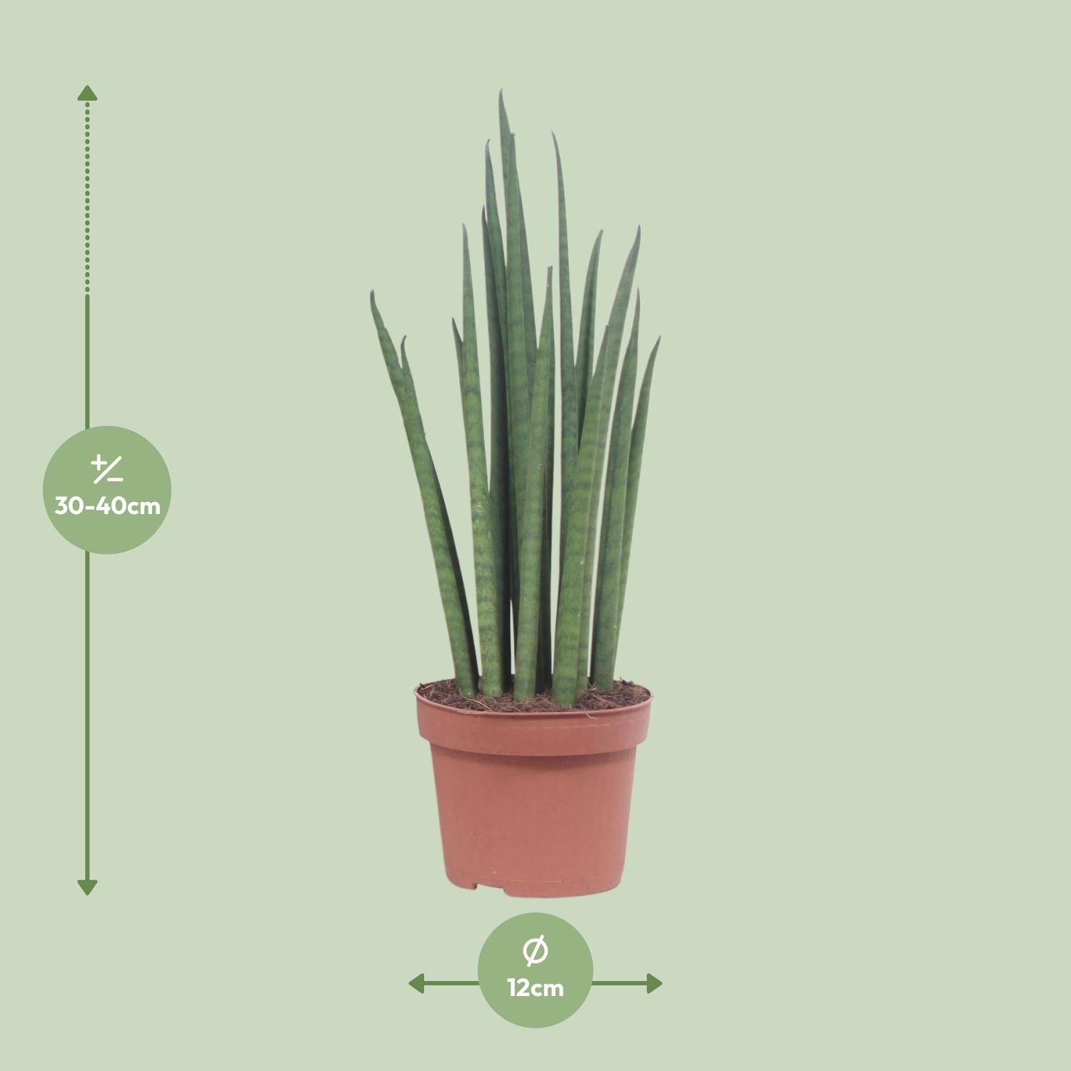 Sansevieria Mikado Zimmerpflanze
