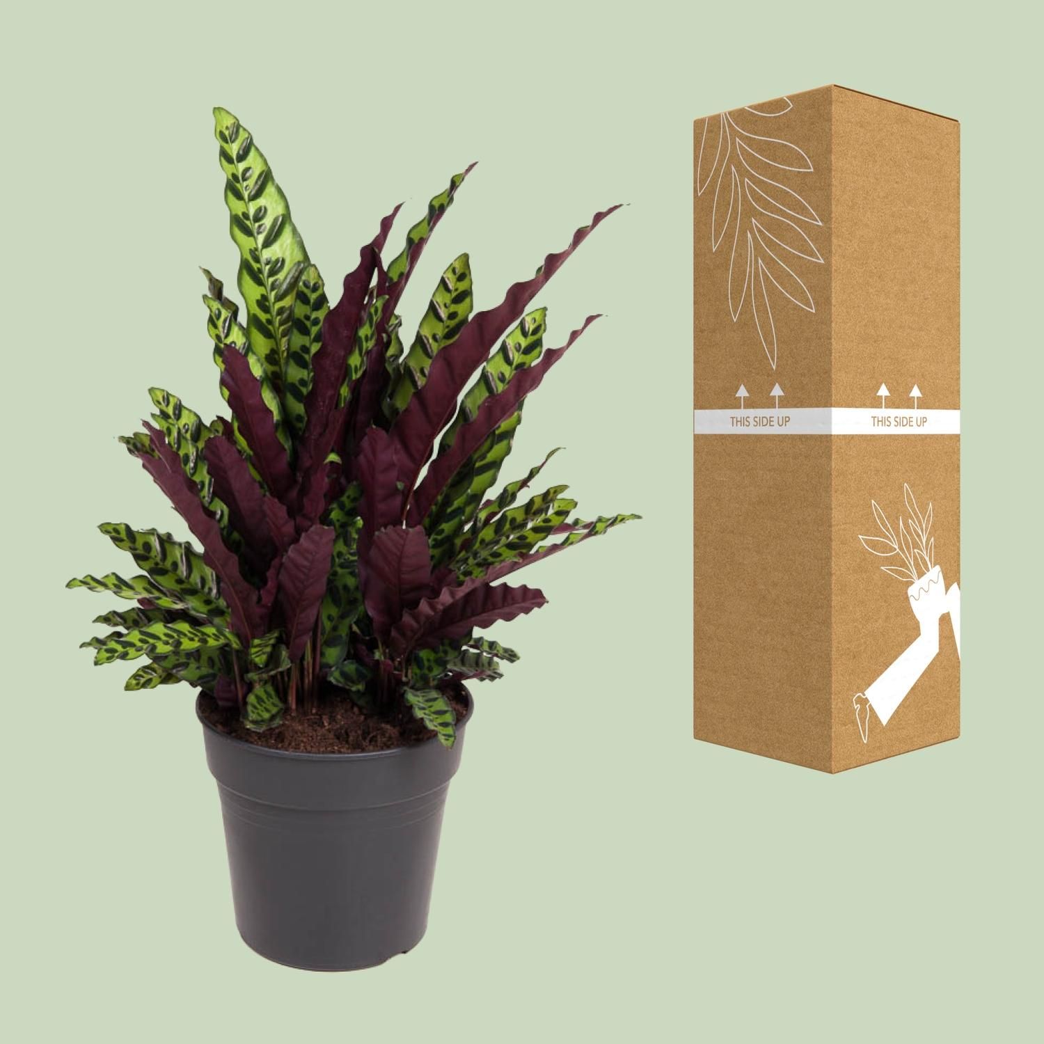Calathea lancifolia – Tropische Zimmerpflanze