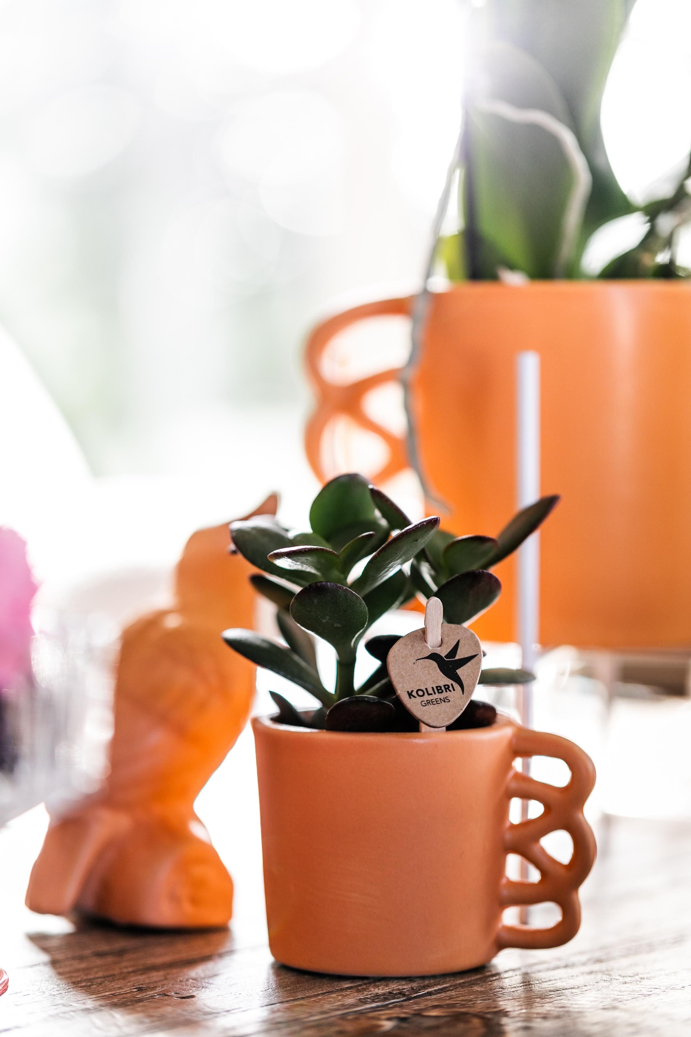 Grüne Sukkulente Crassula Ovata | Zimmerpflanze | Ø6cm