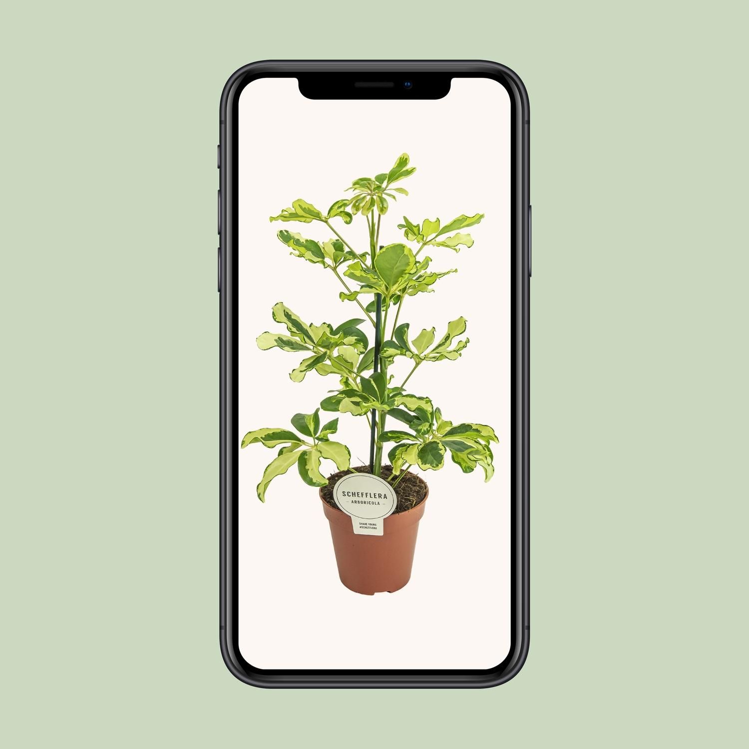 Schefflera Charlotte Zimmerpflanze
