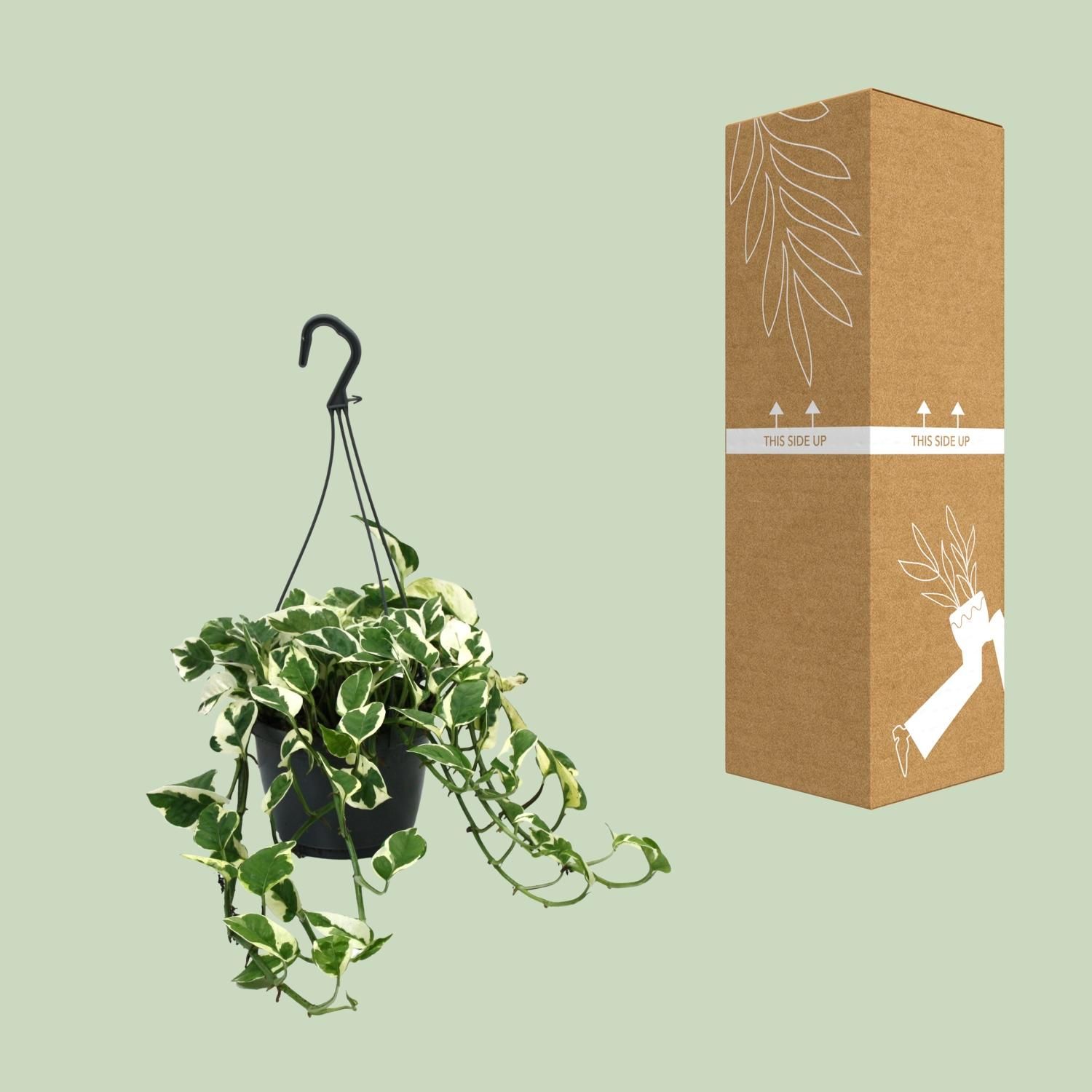 Scindapsus N’Joy Zimmerpflanze mit buntem Laub
