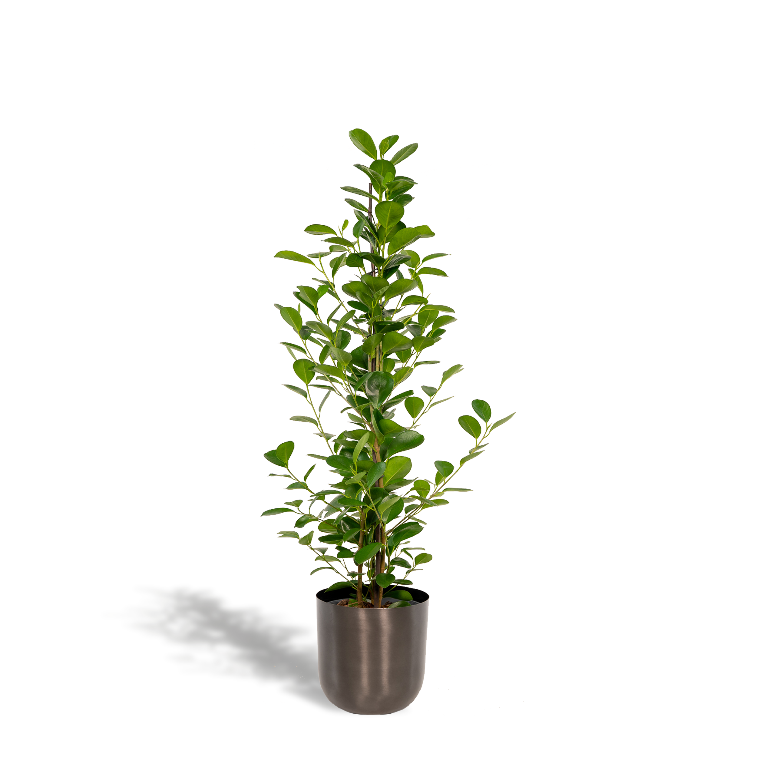 Ficus Microcarpa Moclame Zimmerpflanze mit Übertopf