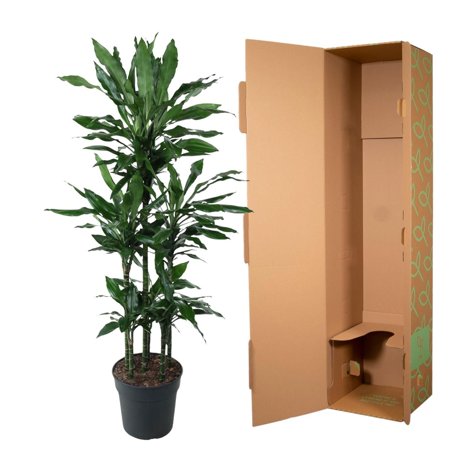 Dracaena Janet Lind Carrousel Zimmerpflanze