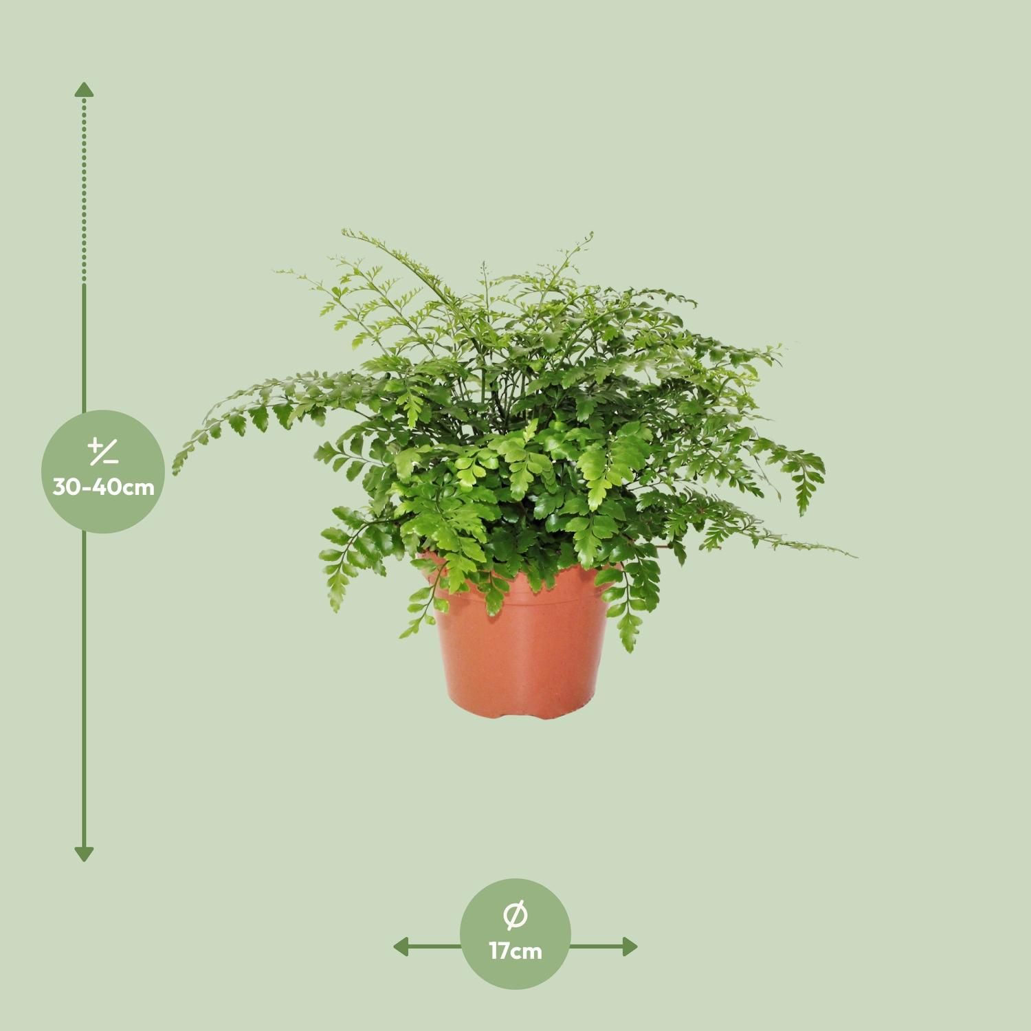 Asplenium Parvati Zimmerfarn