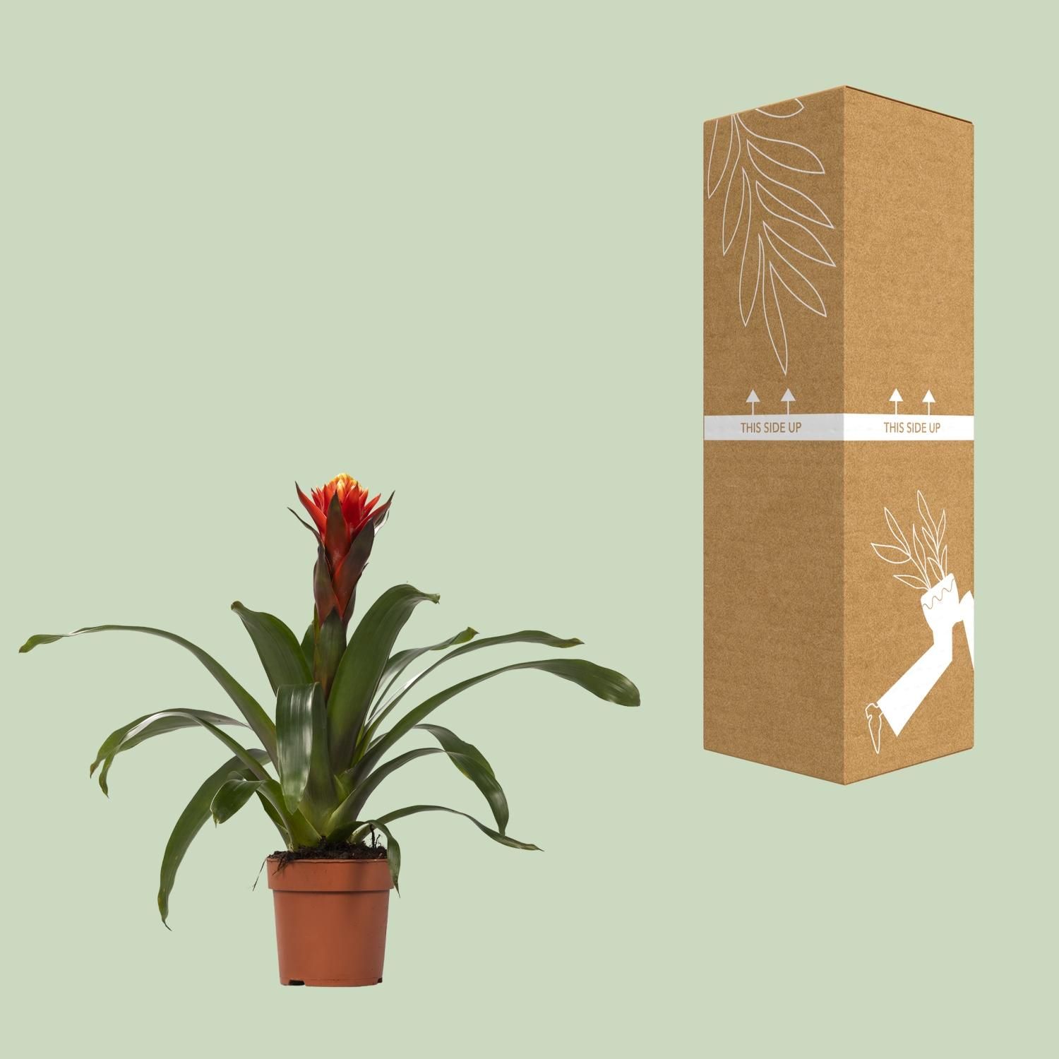 Guzmania Zimmerpflanze mit farbenfrohen Blüten