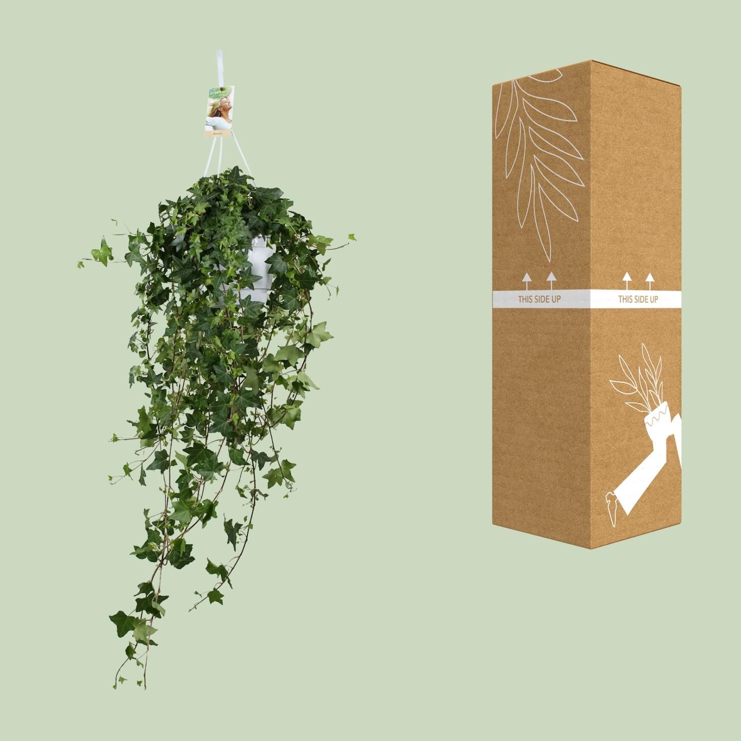 Efeu Hedera Helix - Hängepflanze mit üppigem Grün