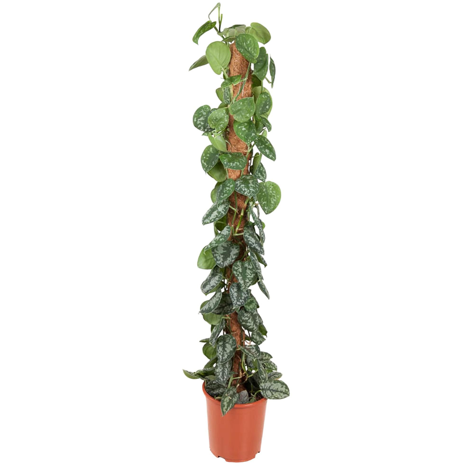 Epipremnum Pictus Trebie Kletterpflanze mit silbernen Blattflecken