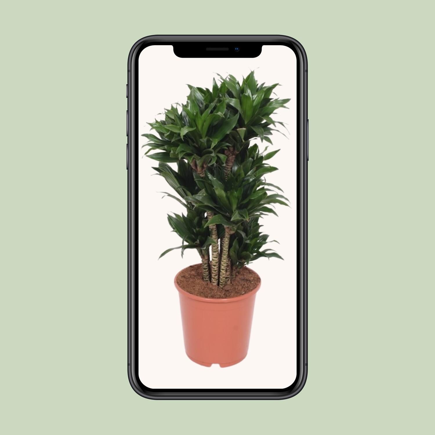 Dracaena Compacta Zimmerpflanze