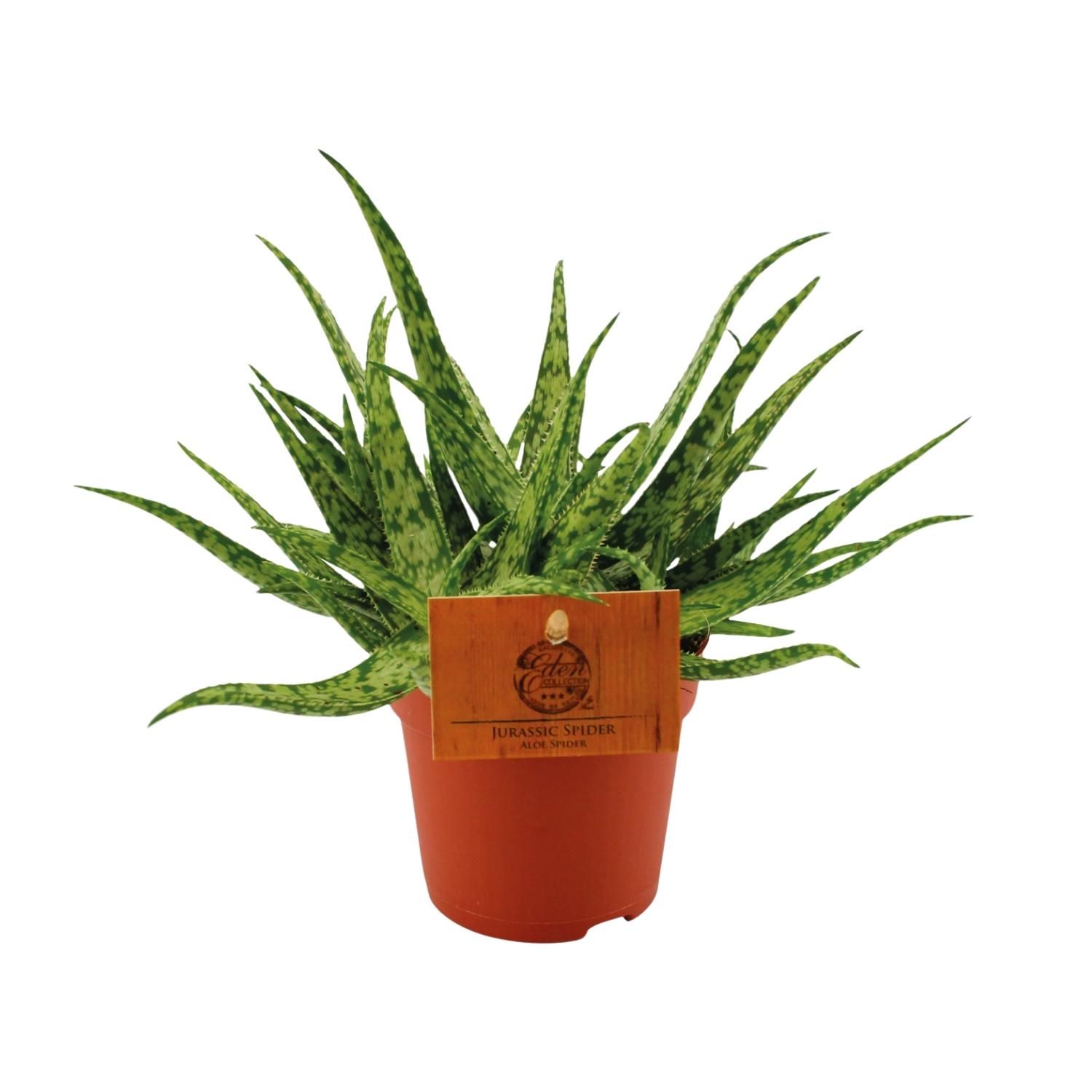 Aloe Spider Zimmerpflanze