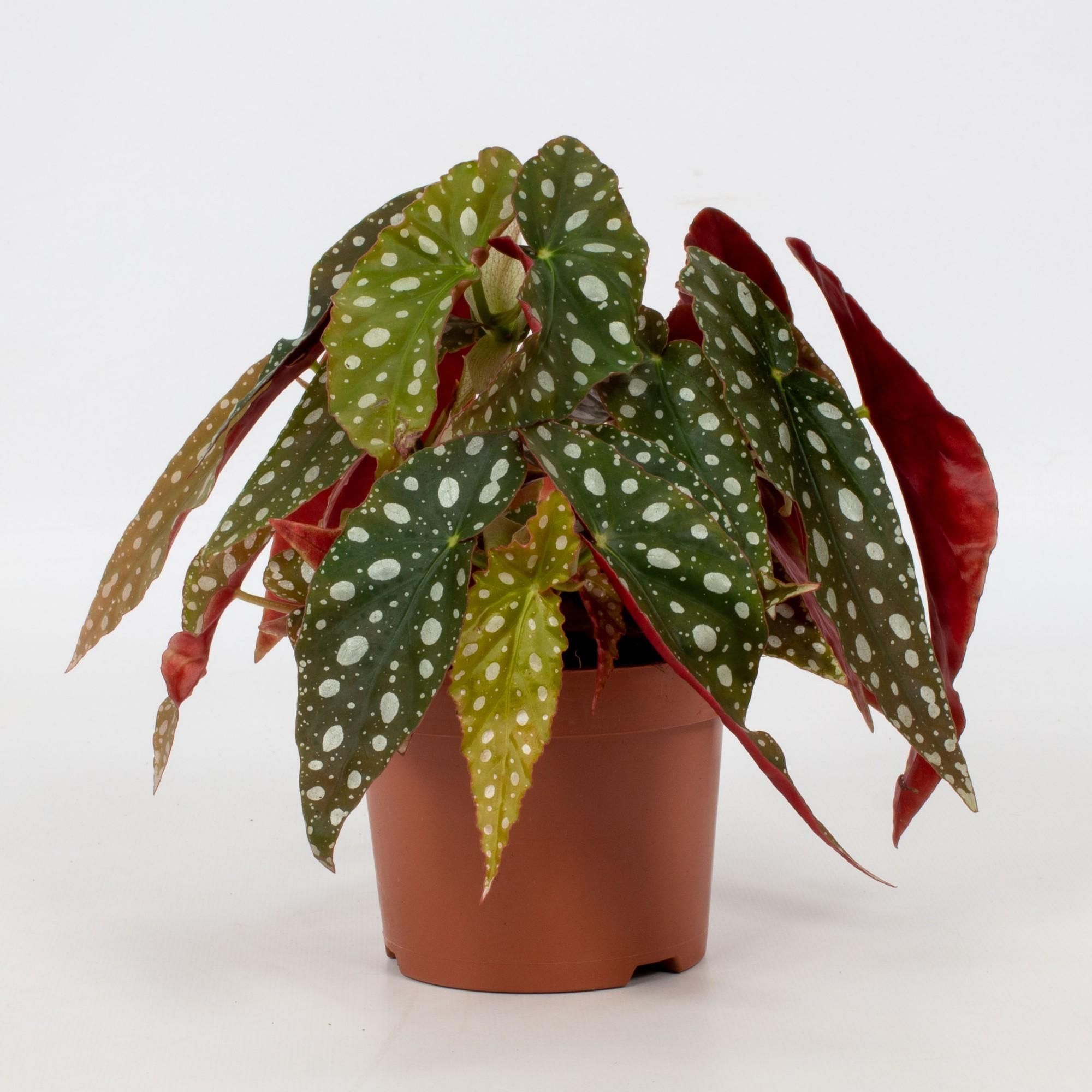 Begonie Maculata - Elegante Zimmerpflanze mit markanten Blättern