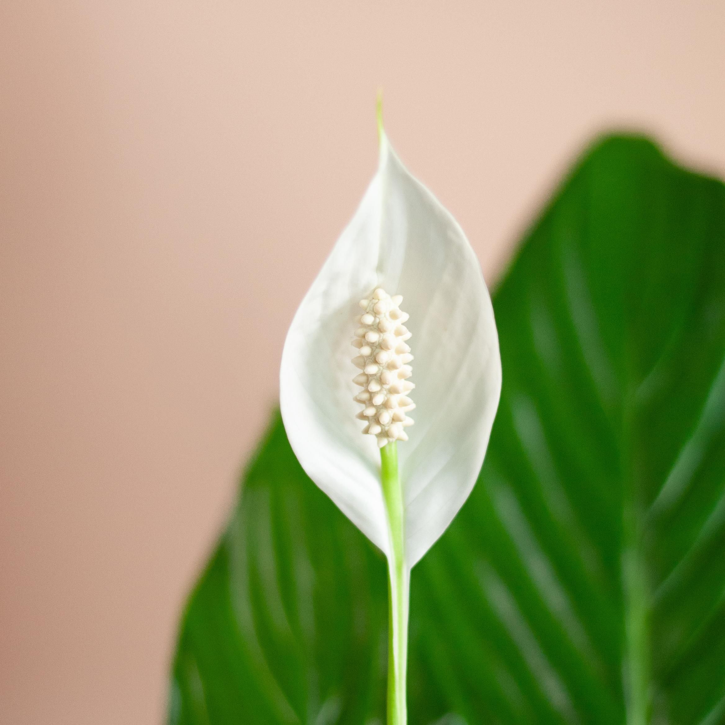 Spathiphyllum mit grauem Topf – Friedenslilie für Zuhause – 80cm – Ø21