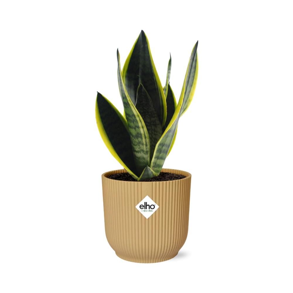 Sansevieria Futura Superba Zimmerpflanze