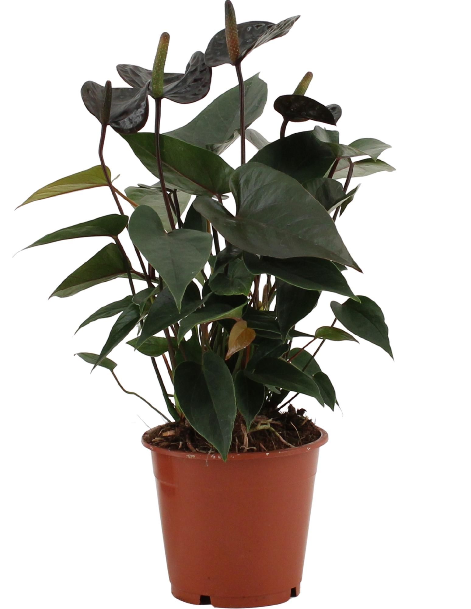 Anthurium Black Love Zimmerpflanze