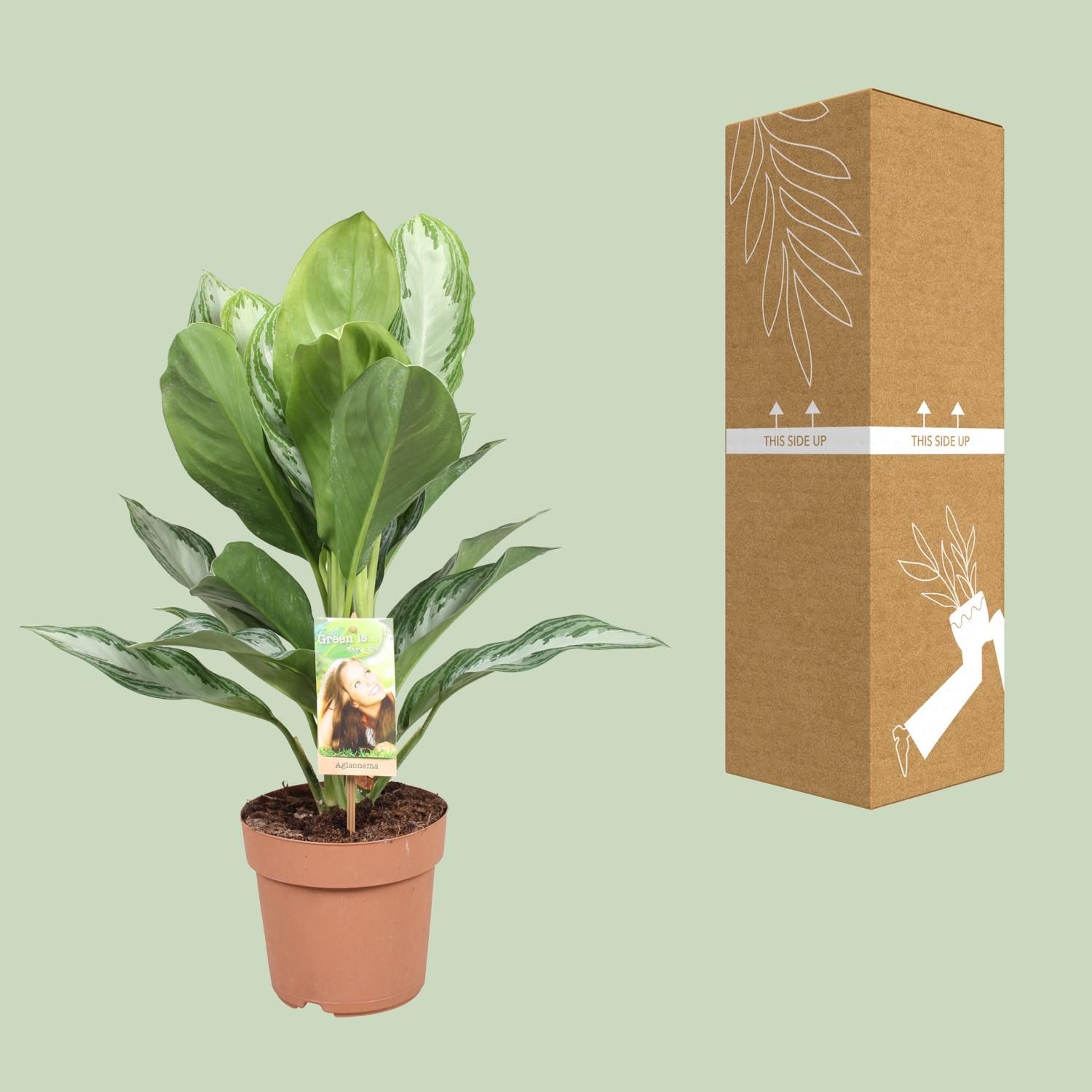 Aglaonema Silver Bay Zimmerpflanze
