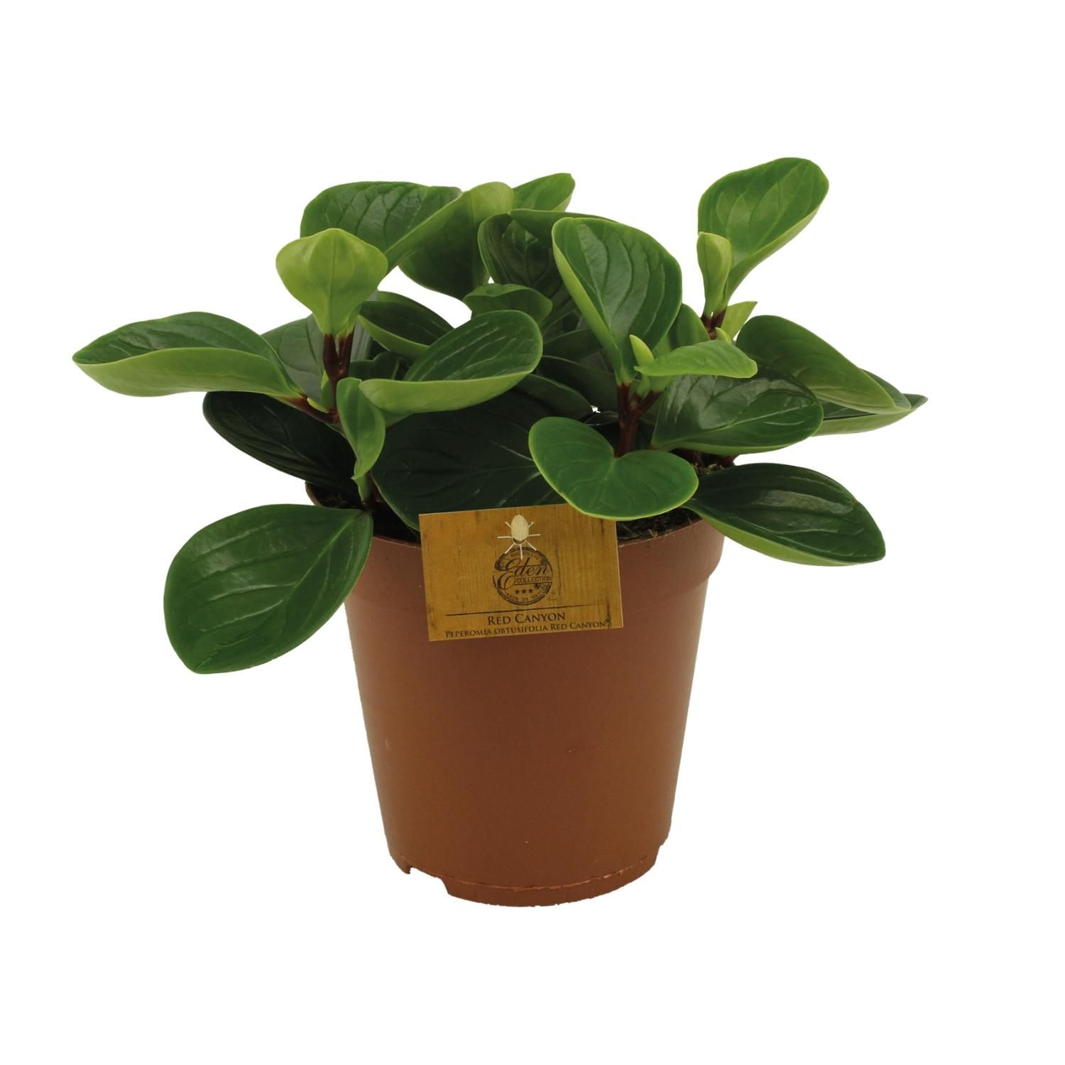 Peperomia Red Canyon Zimmerpflanze