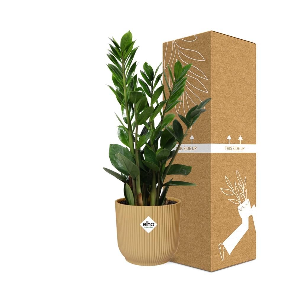 Zamioculcas Zimmerpflanze in gelbem ELHO Vibes Fold Topf