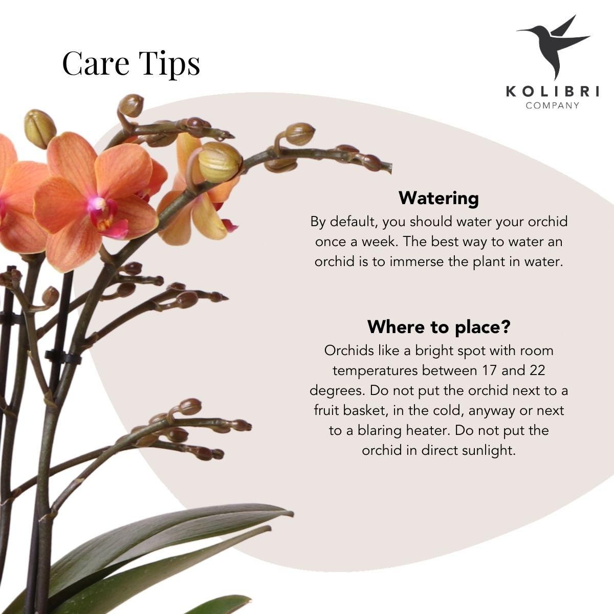 Orange Phalaenopsis Orchidee im eleganten Rolling Peach Topf