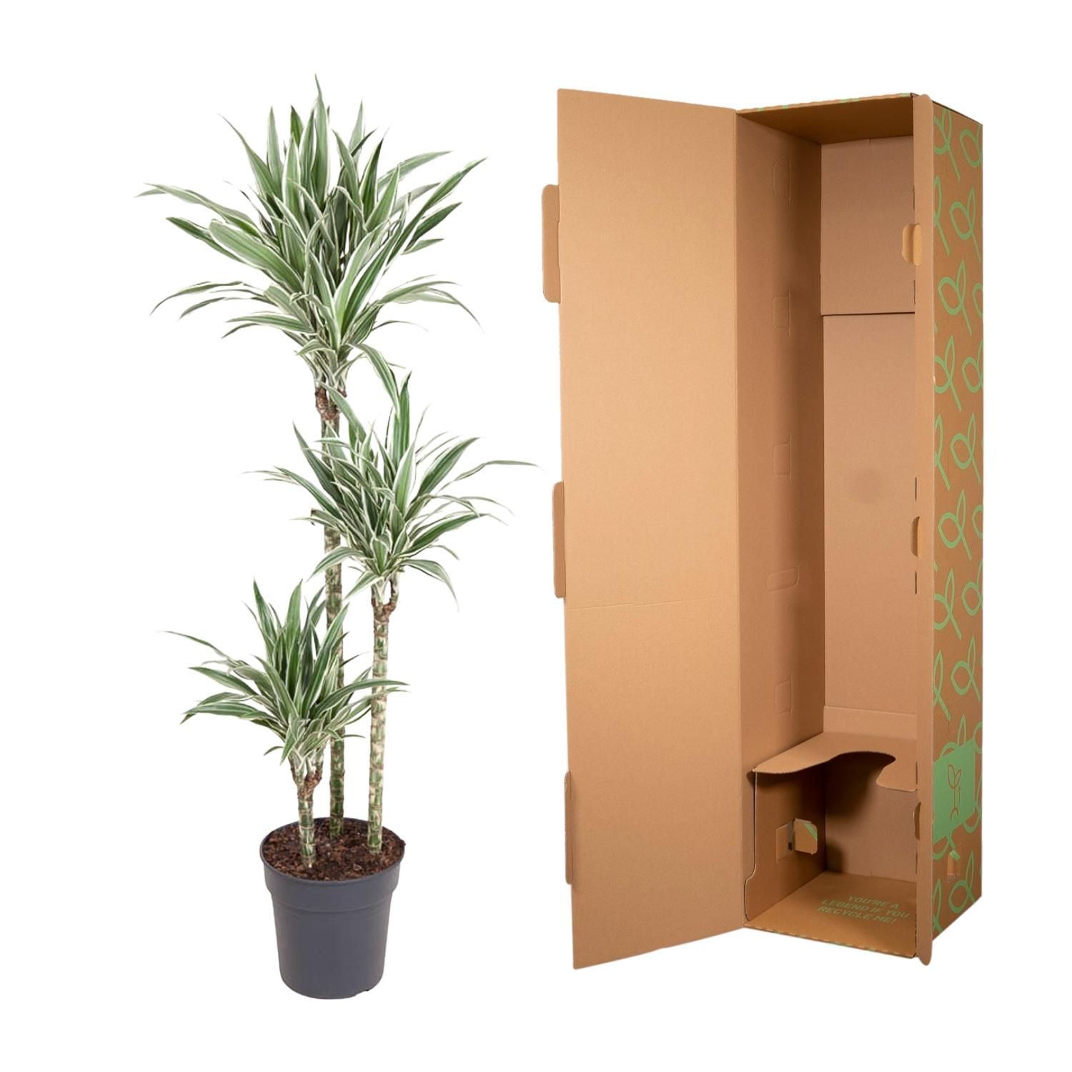 Dracaena White Stripe Zimmerpflanze