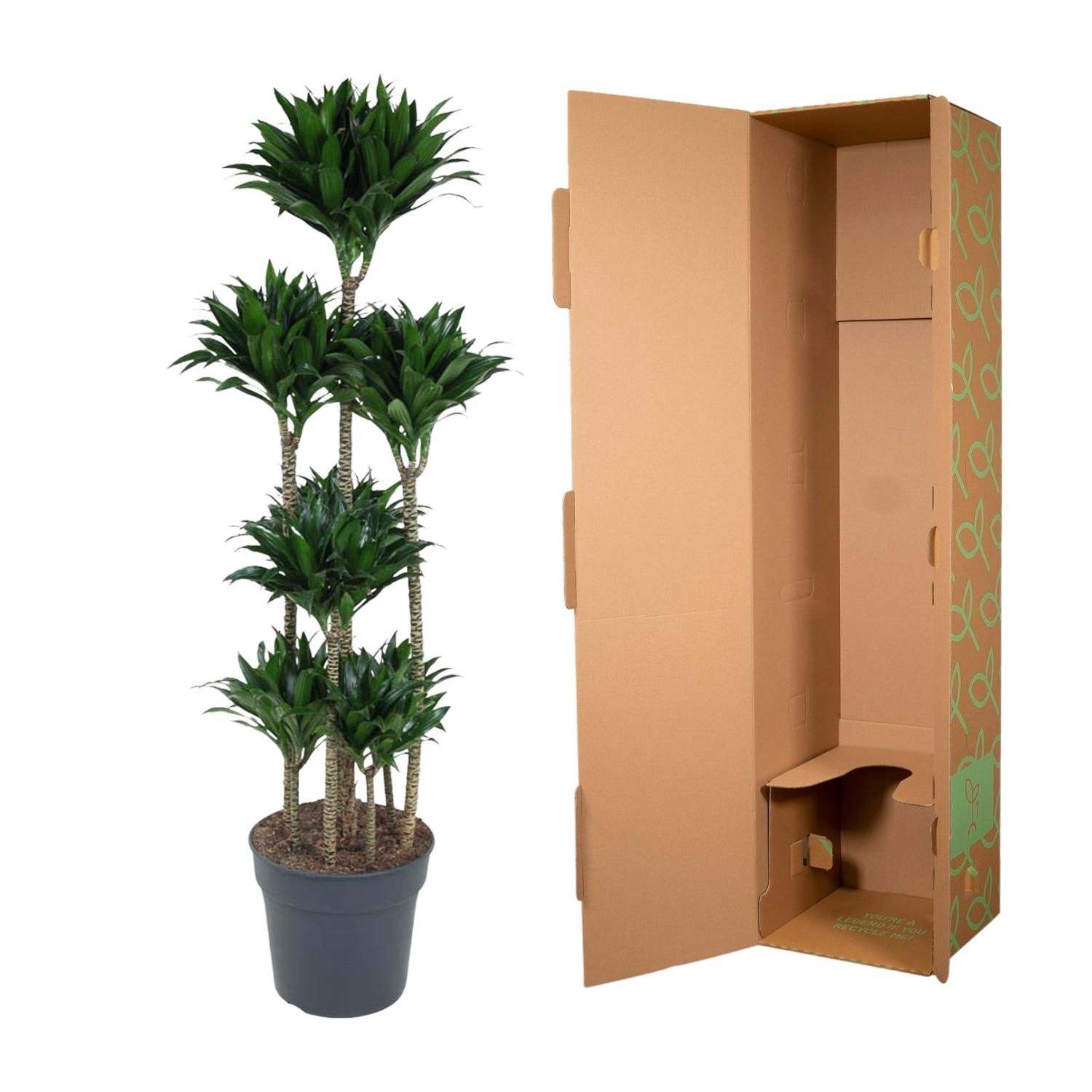 Dracaena Compacta - Elegante Zimmerpflanze