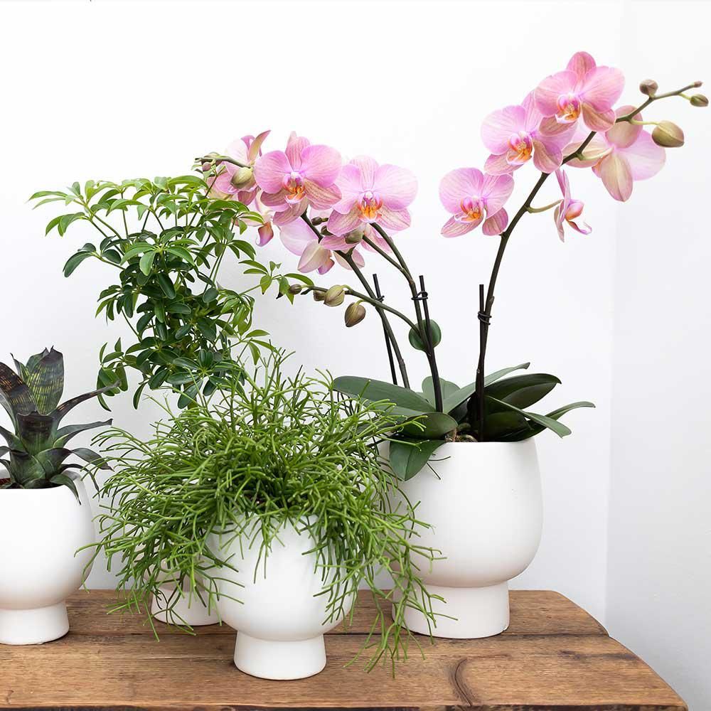 Weiße Phalaenopsis Orchidee mit Scandic Ziertopf