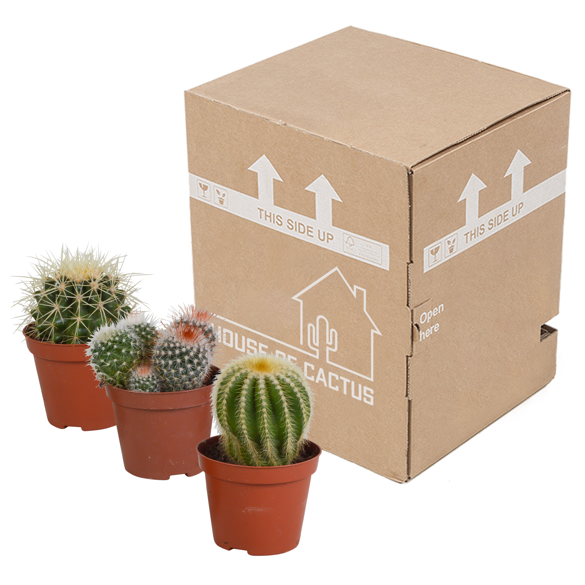 Bolcactus Mix – Kugelförmige Kakteen ohne Topf