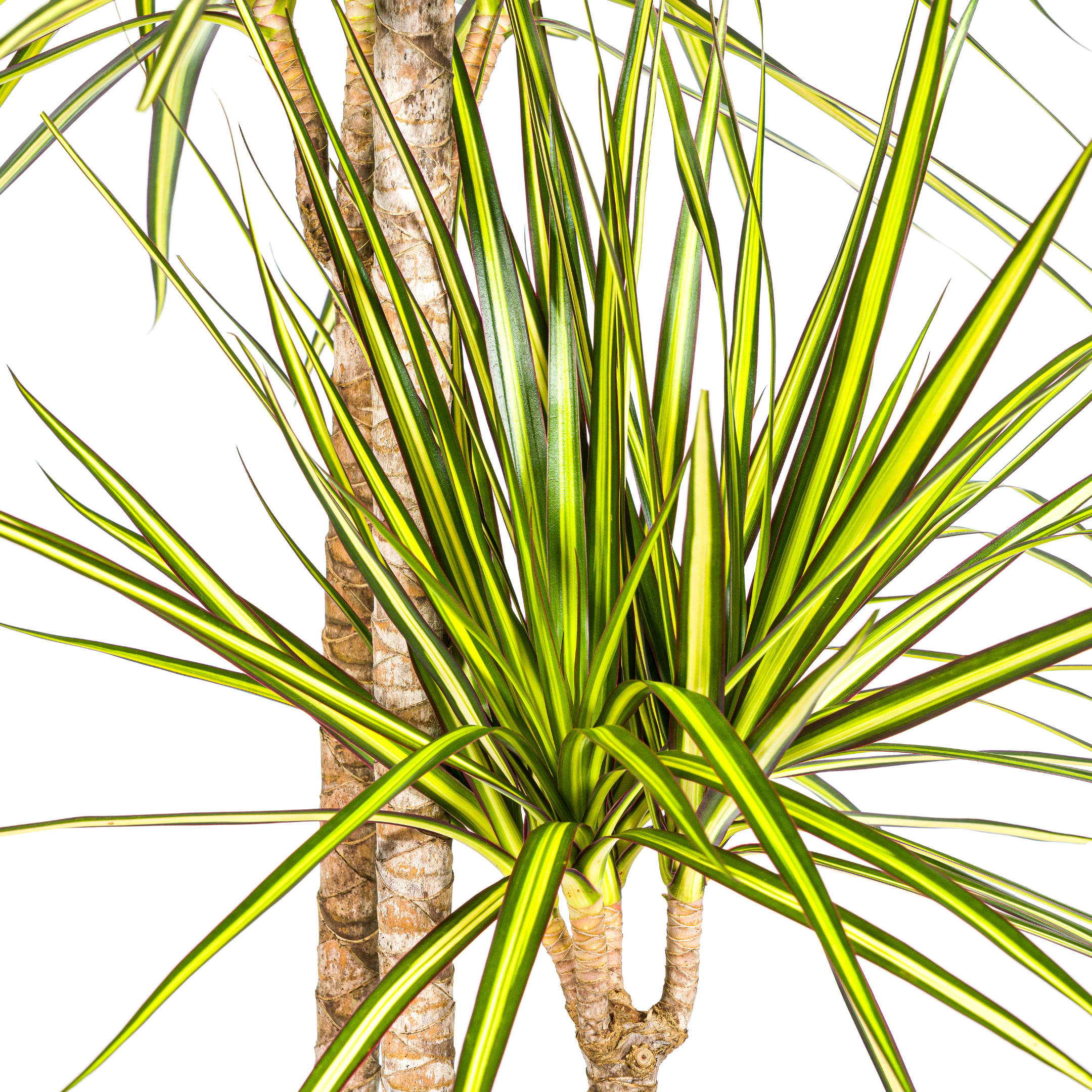 Dracaena Marginata Sunray | Ø24cm – ↕130-150cm | Hochwertige Zimmerpflanze