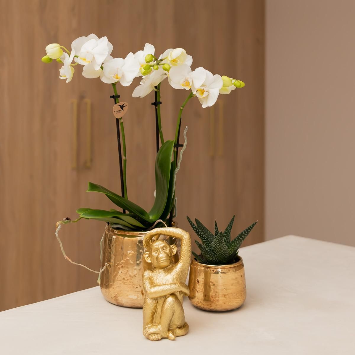Weiße Phalaenopsis Orchidee Amabilis