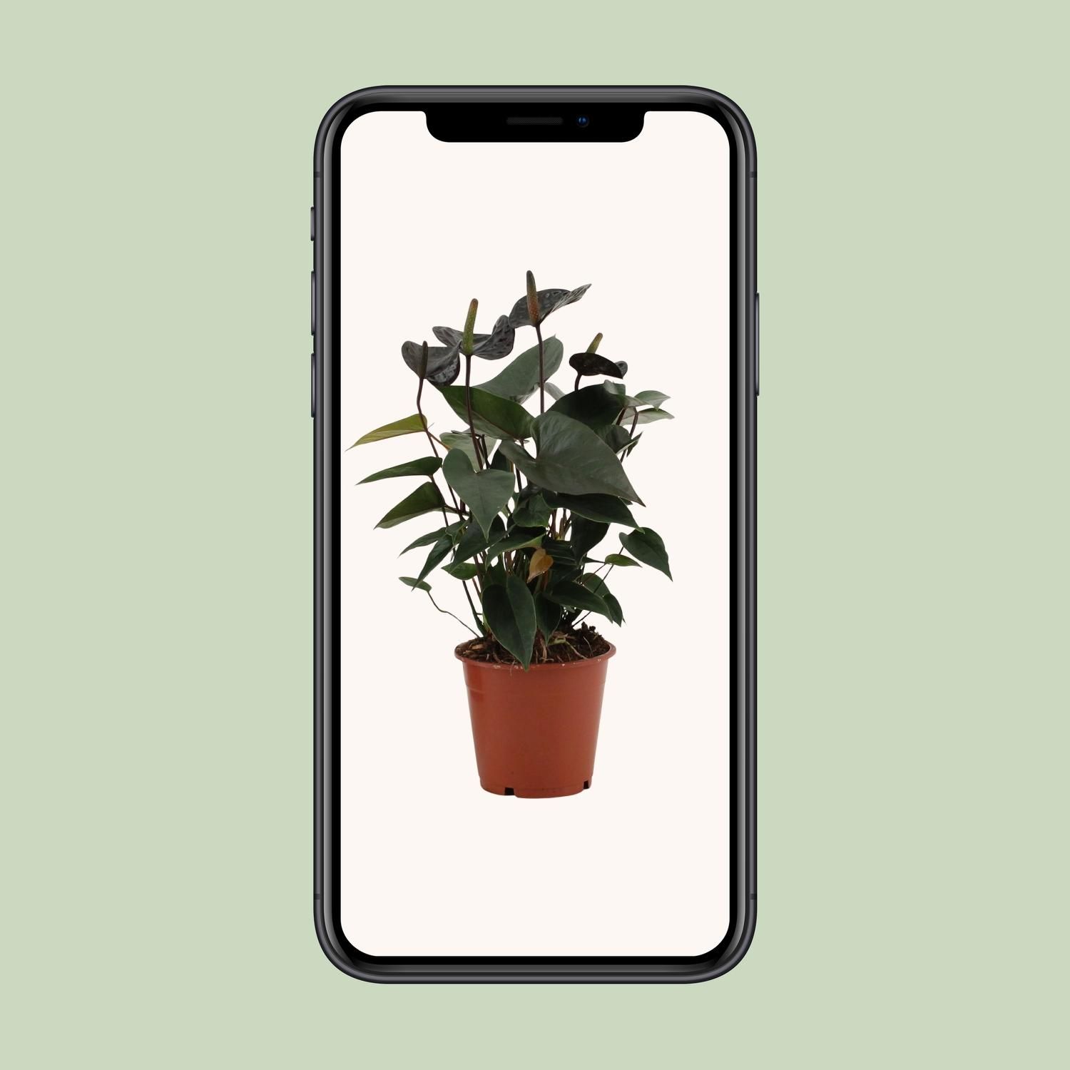 Anthurium Black Love Zimmerpflanze
