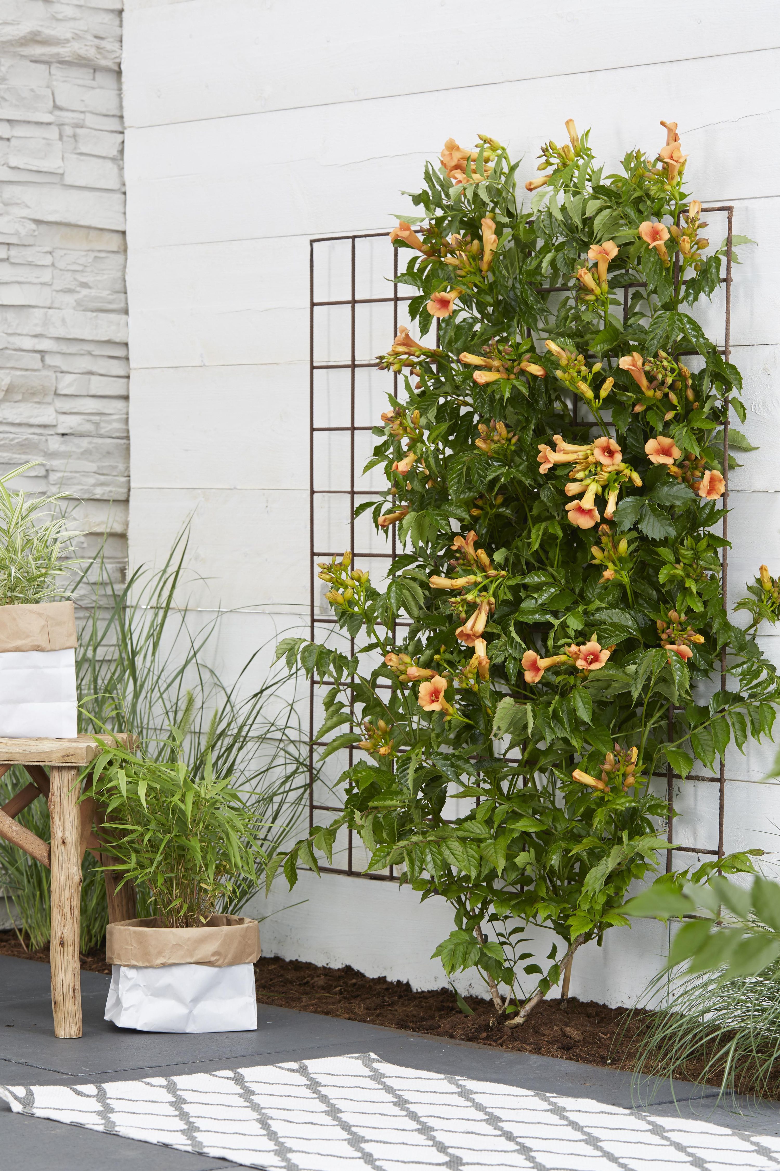 Campsis Indian Summer Trompetenblume Orange