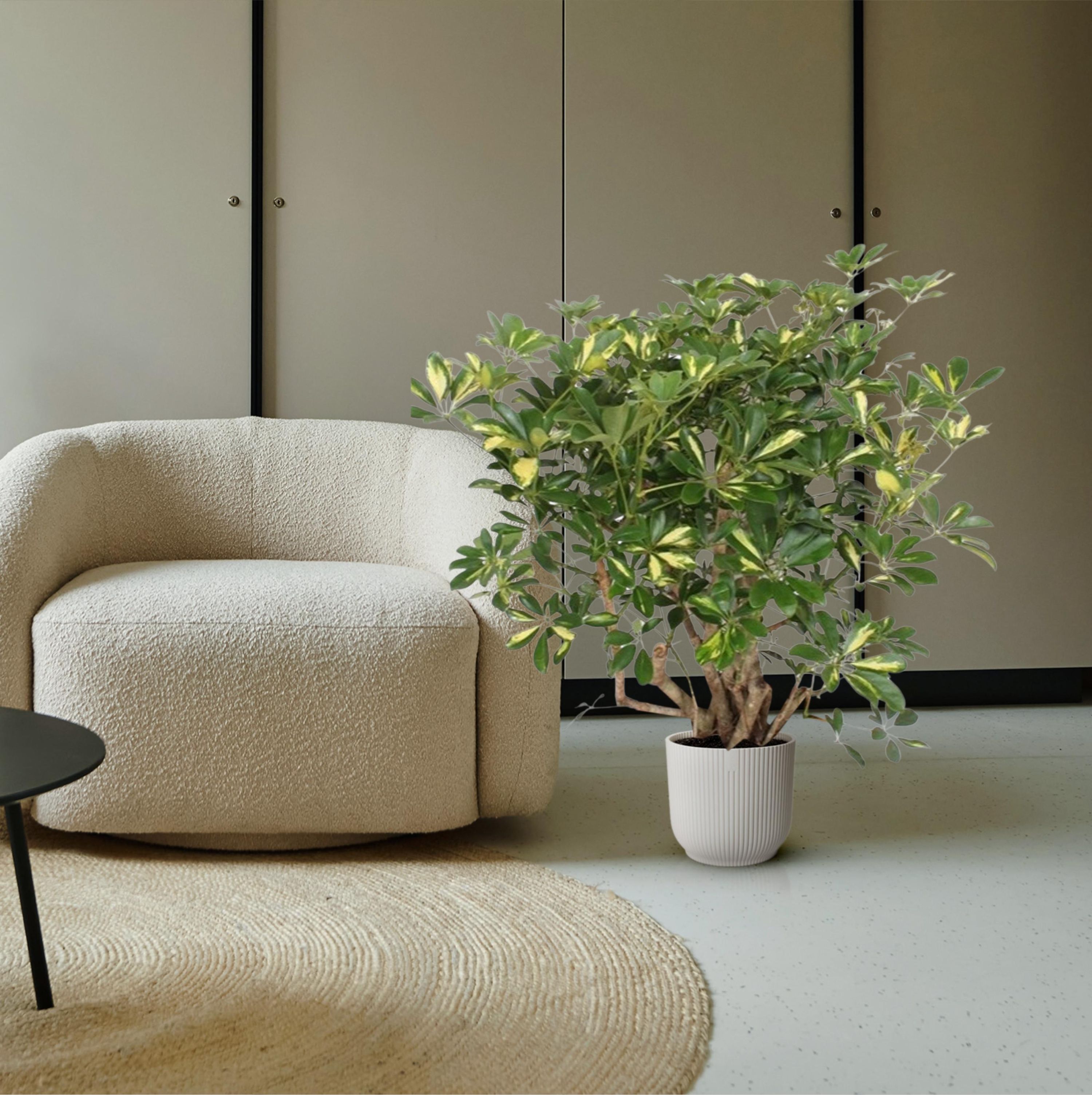 Schefflera Gold Capella Zimmerpflanze
