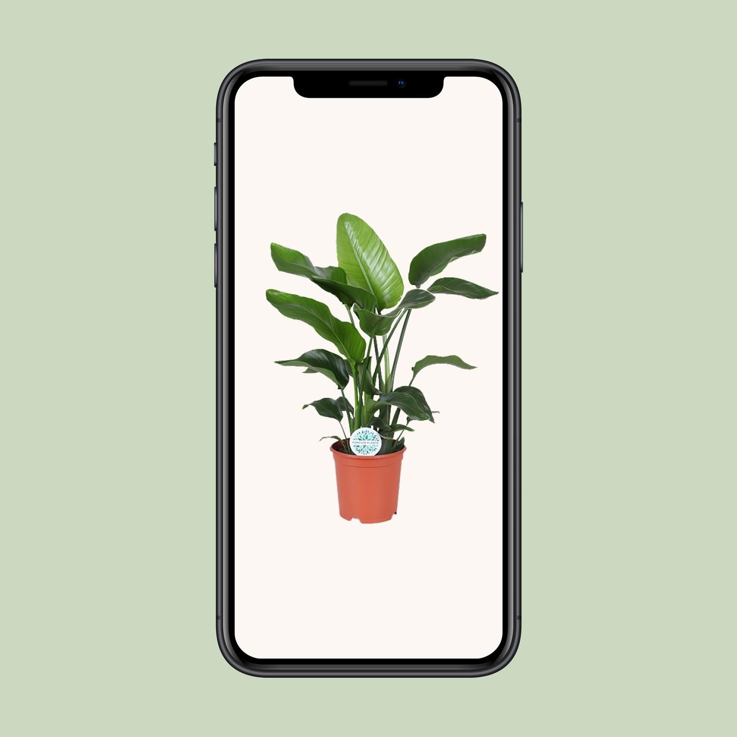 Strelitzia Nicolai - exotische Paradiesvogelblume für Ihr Zuhause