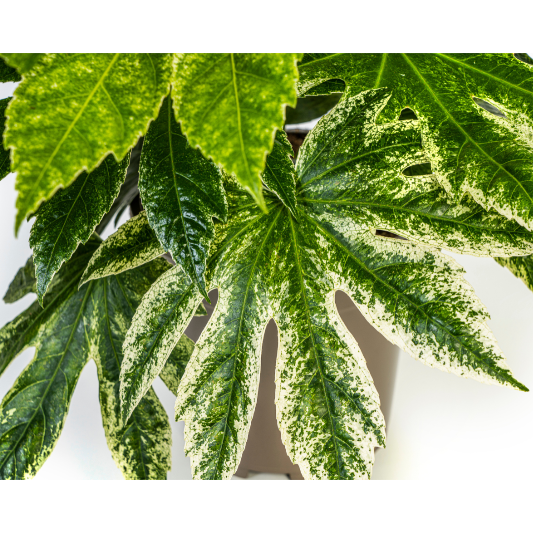 Fatsia Japonica Spider's Web | Ø19cm | 40-50cm Höhe | Zimmerpflanze
