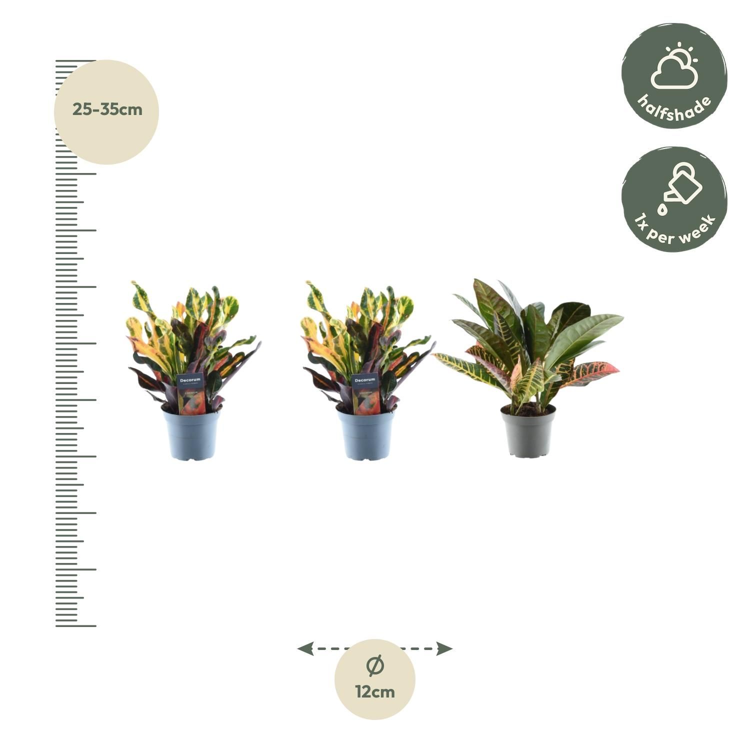 3er Set Croton Codiaeum Mix | 30 cm Höhe | Ø 12 cm Topf