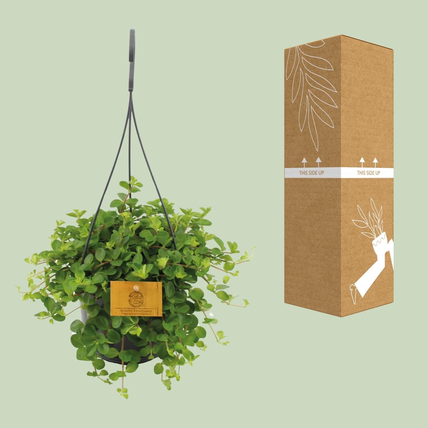Peperomia Rotundifolia Zimmerpflanze