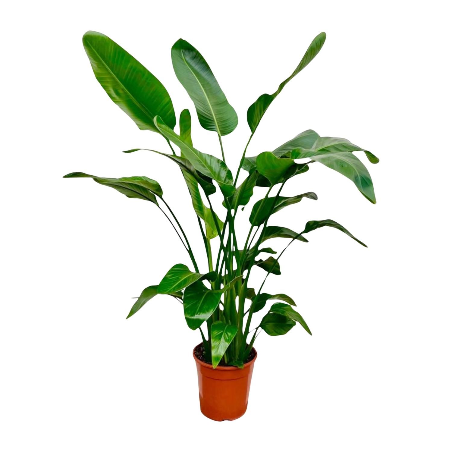 Strelitzia Nicolai Tropische Zimmerpflanze