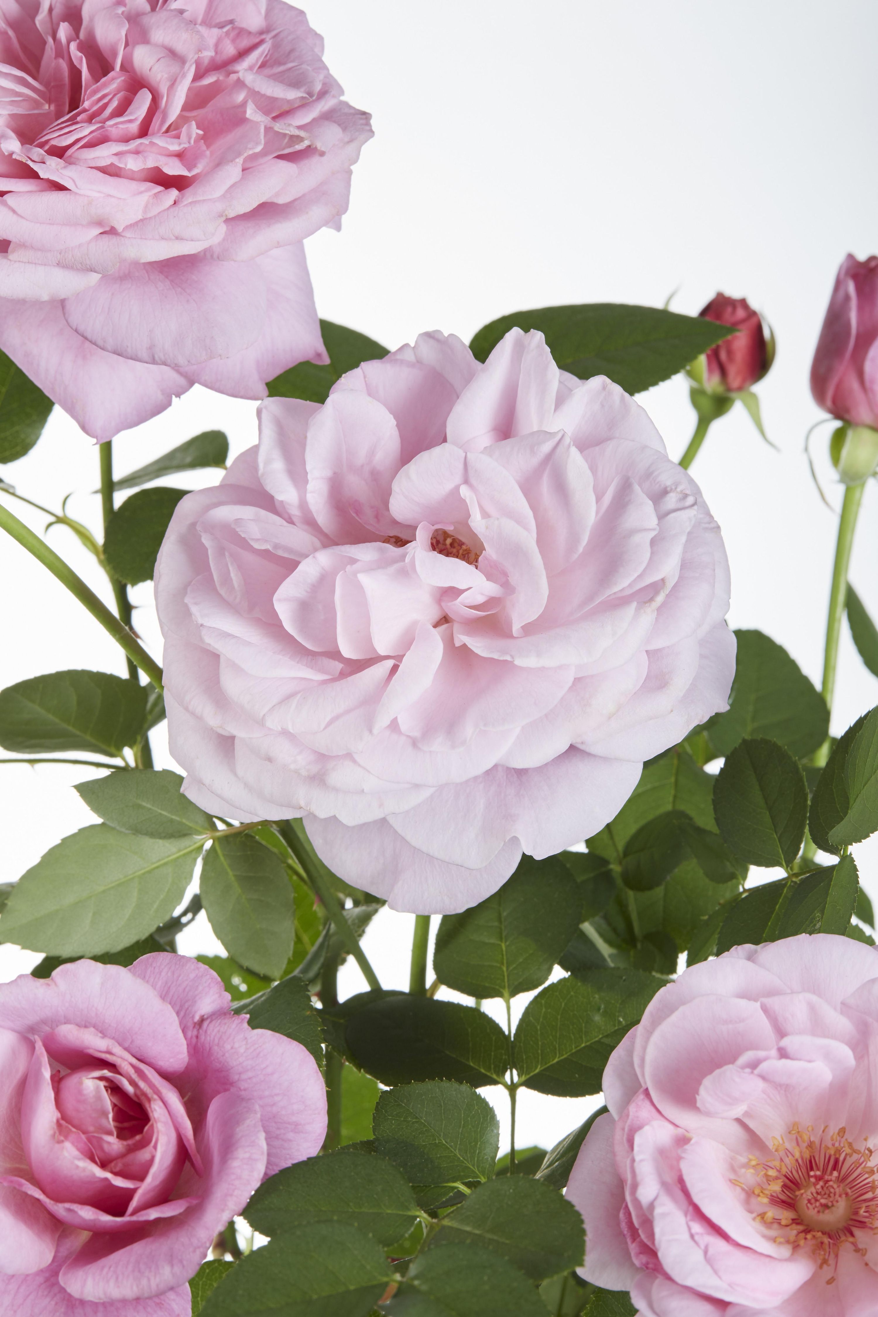 Rosa Kletterrose Crazy in Love Pink