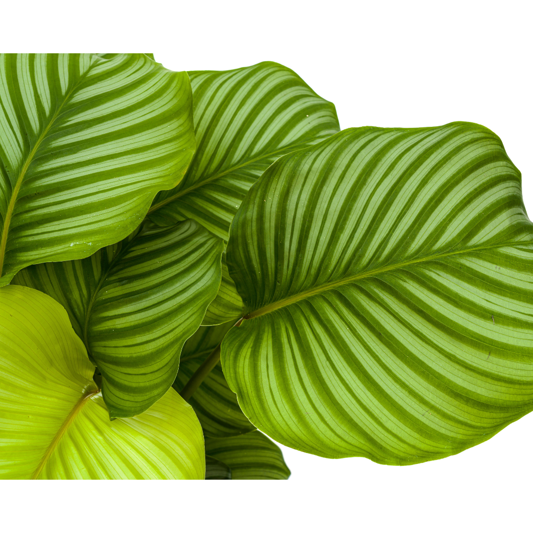 Calathea Orbifolia – Große Blätter – Hoch & buschig