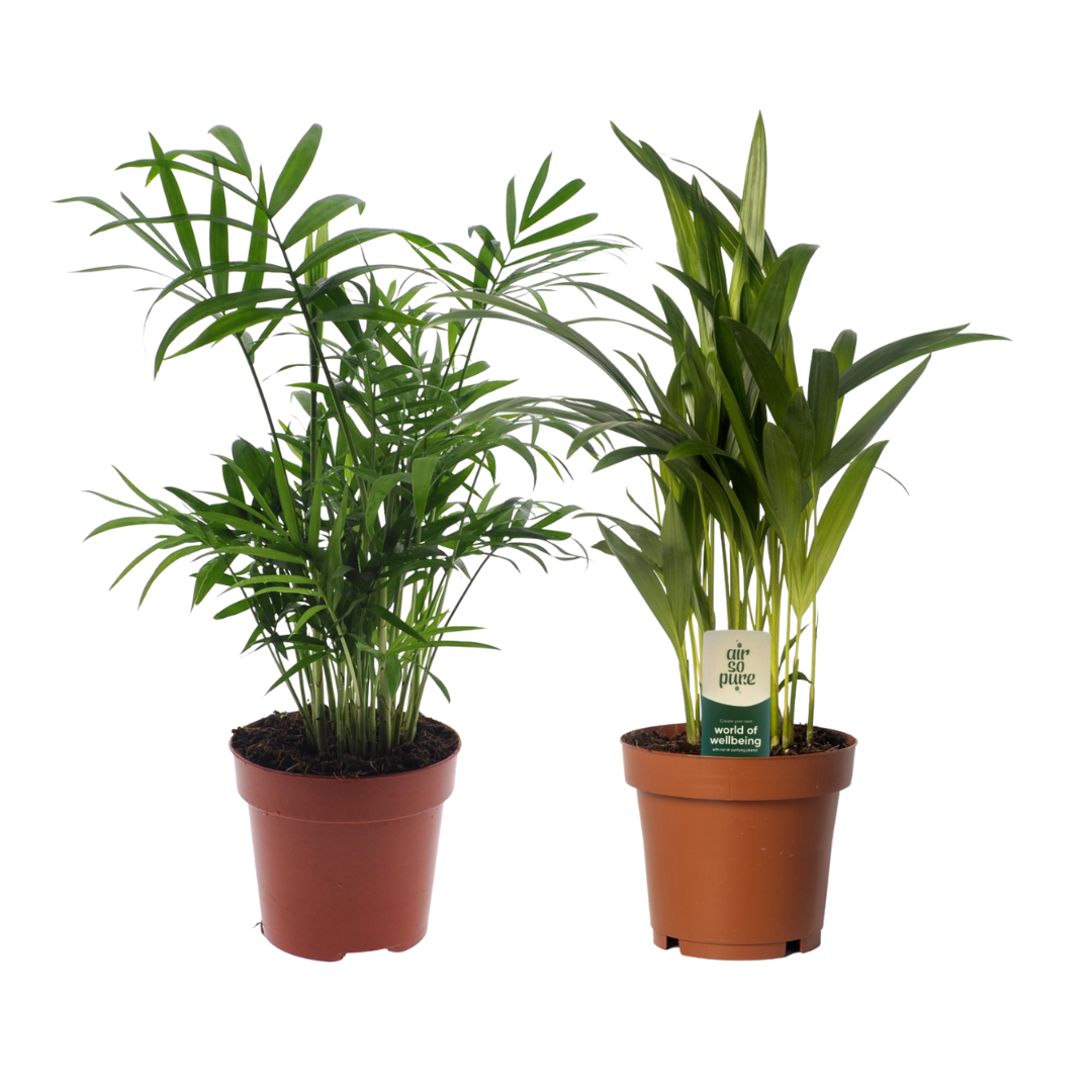 Dypsis lutescens/Chamadorea Duo – 2er Set – Ø12cm Topf – ↕40cm Hoch