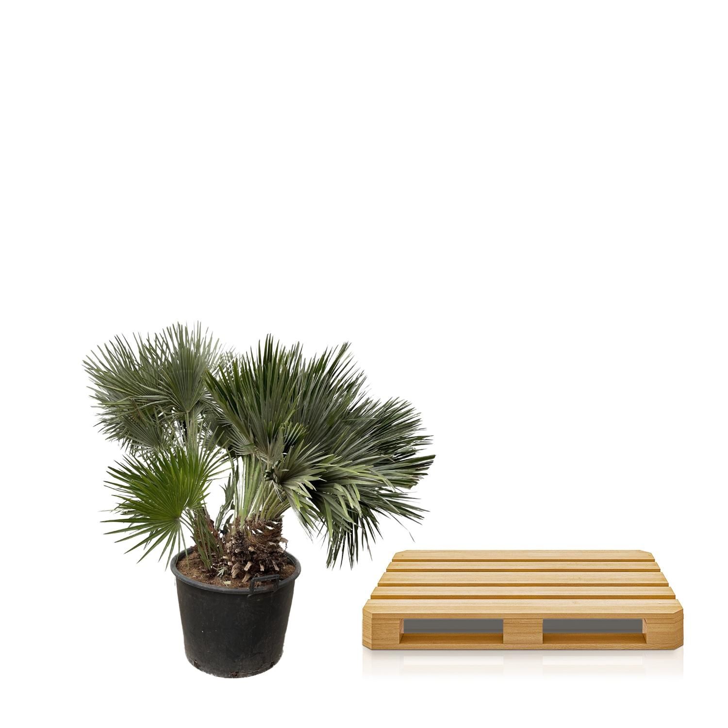 Chamaerops Humilis Zwergpalme