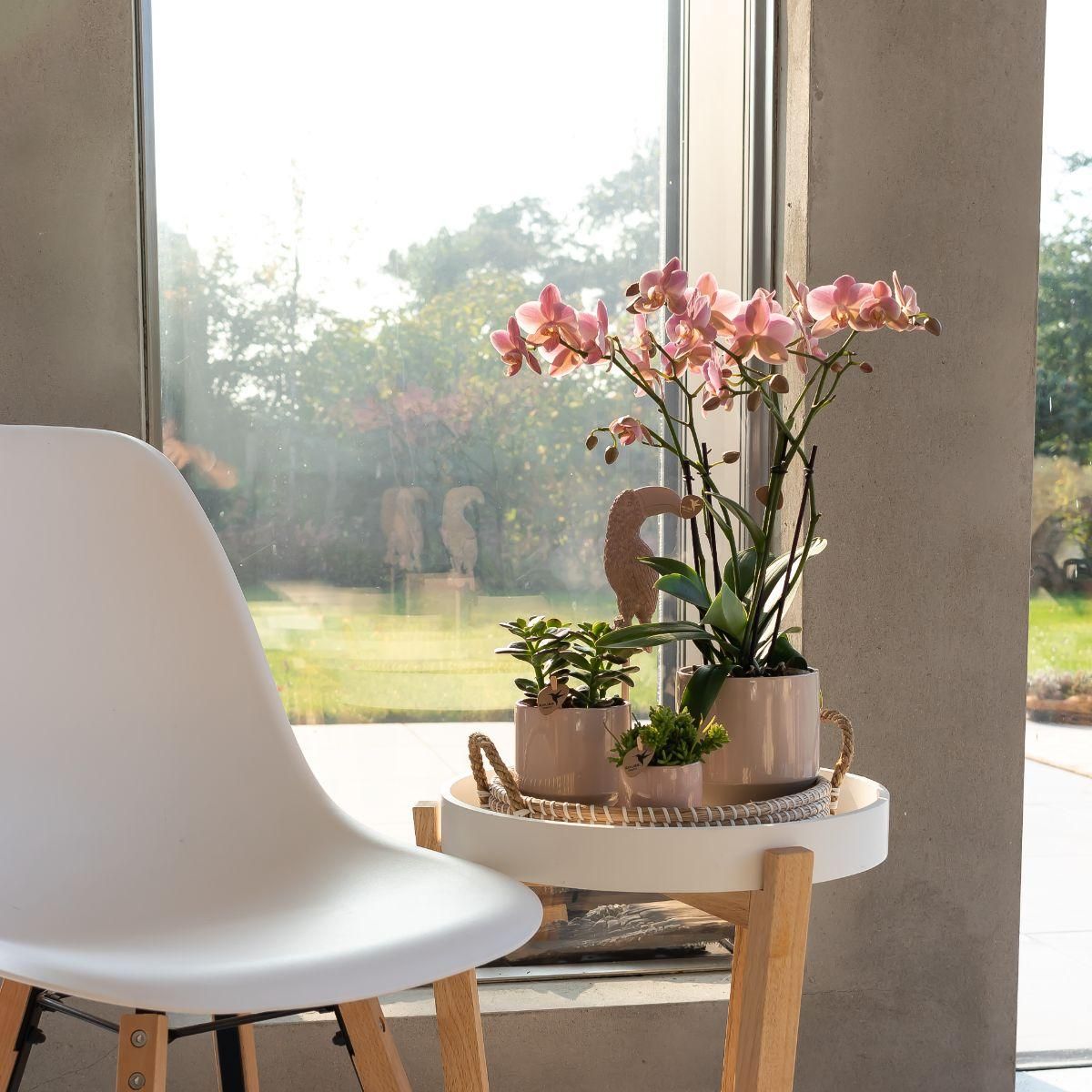 Phalaenopsis Orchidee Treviso in Altrosa
