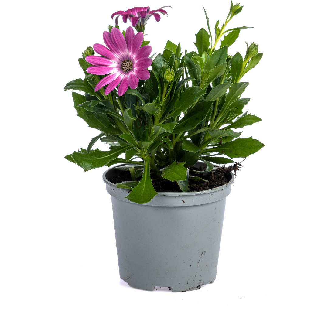 8x Kapmargeriten Mix Ø12 cm - ↕20 cm | Farbenfroh & Pflegeleicht