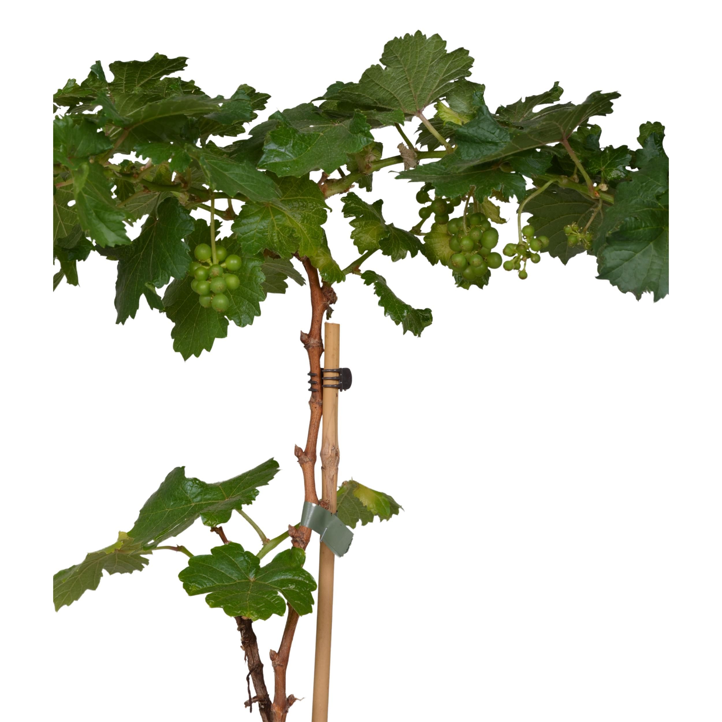 Vitis Pixie Riesling Zwergtraube im Topf