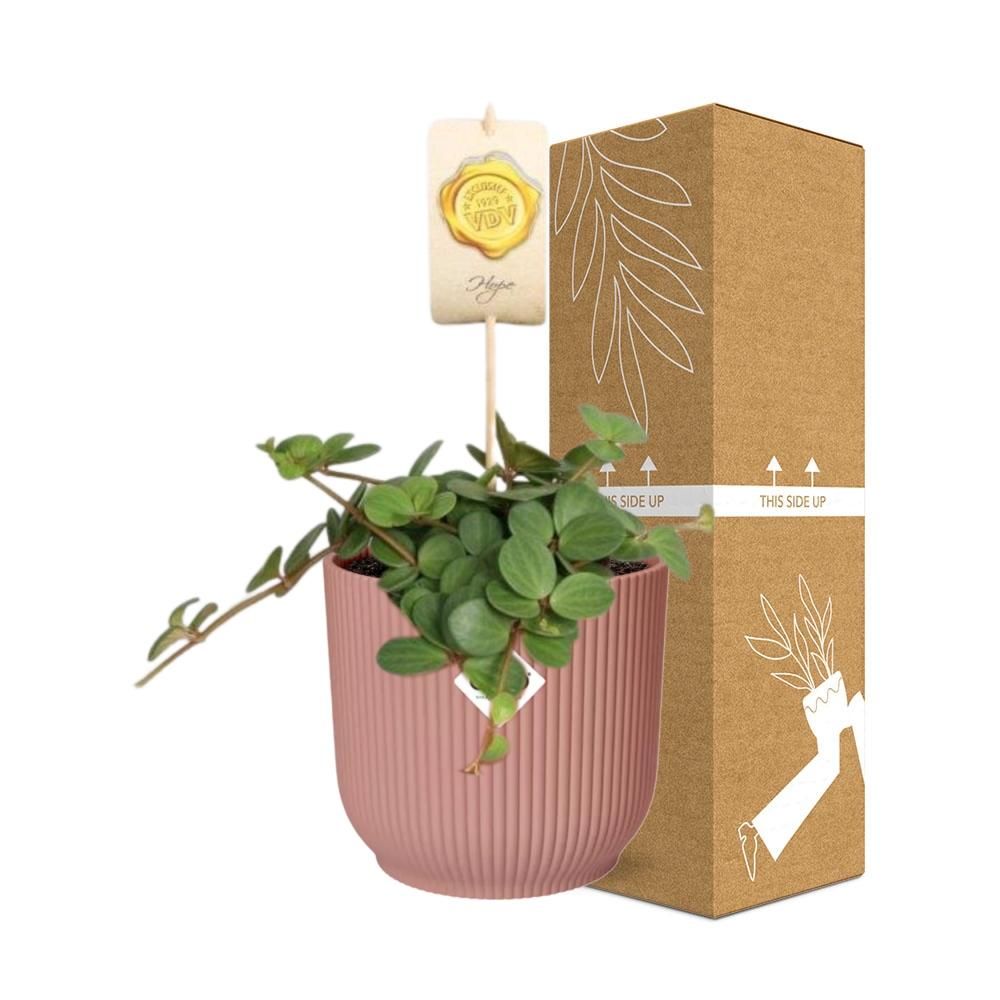 Peperomia Hope Zimmerpflanze im ELHO Vibes Fold Topf