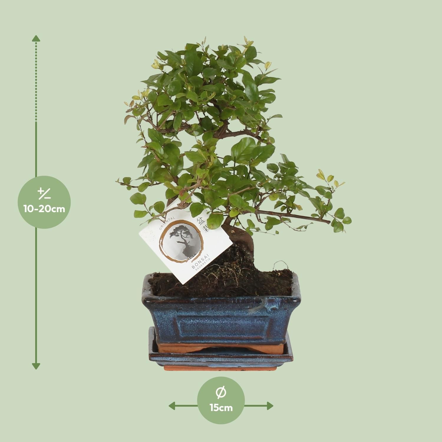 Bonsai Sageretia in S-Form