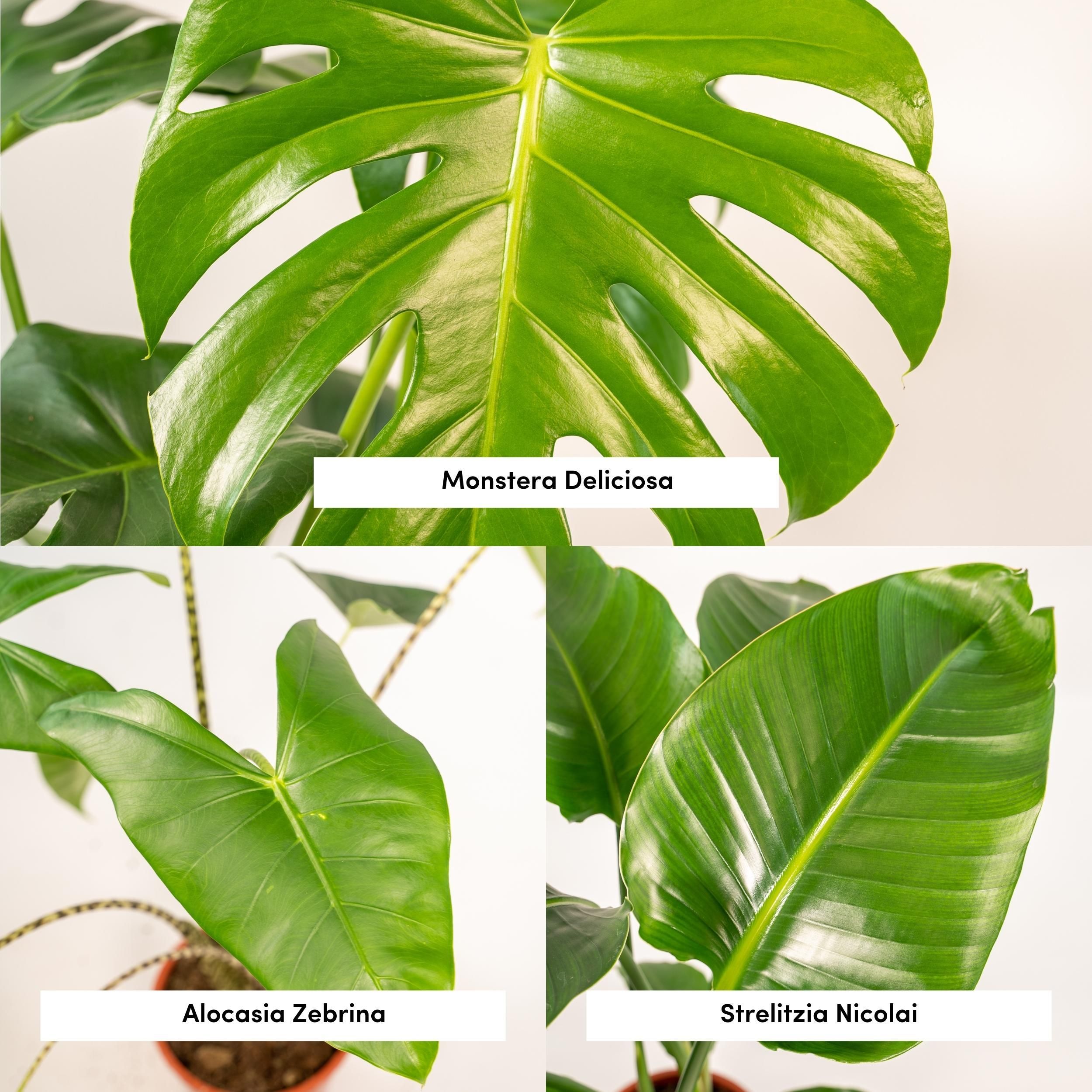 Monstera Deliciosa Pflanzenmix für tropisches Wohnambiente