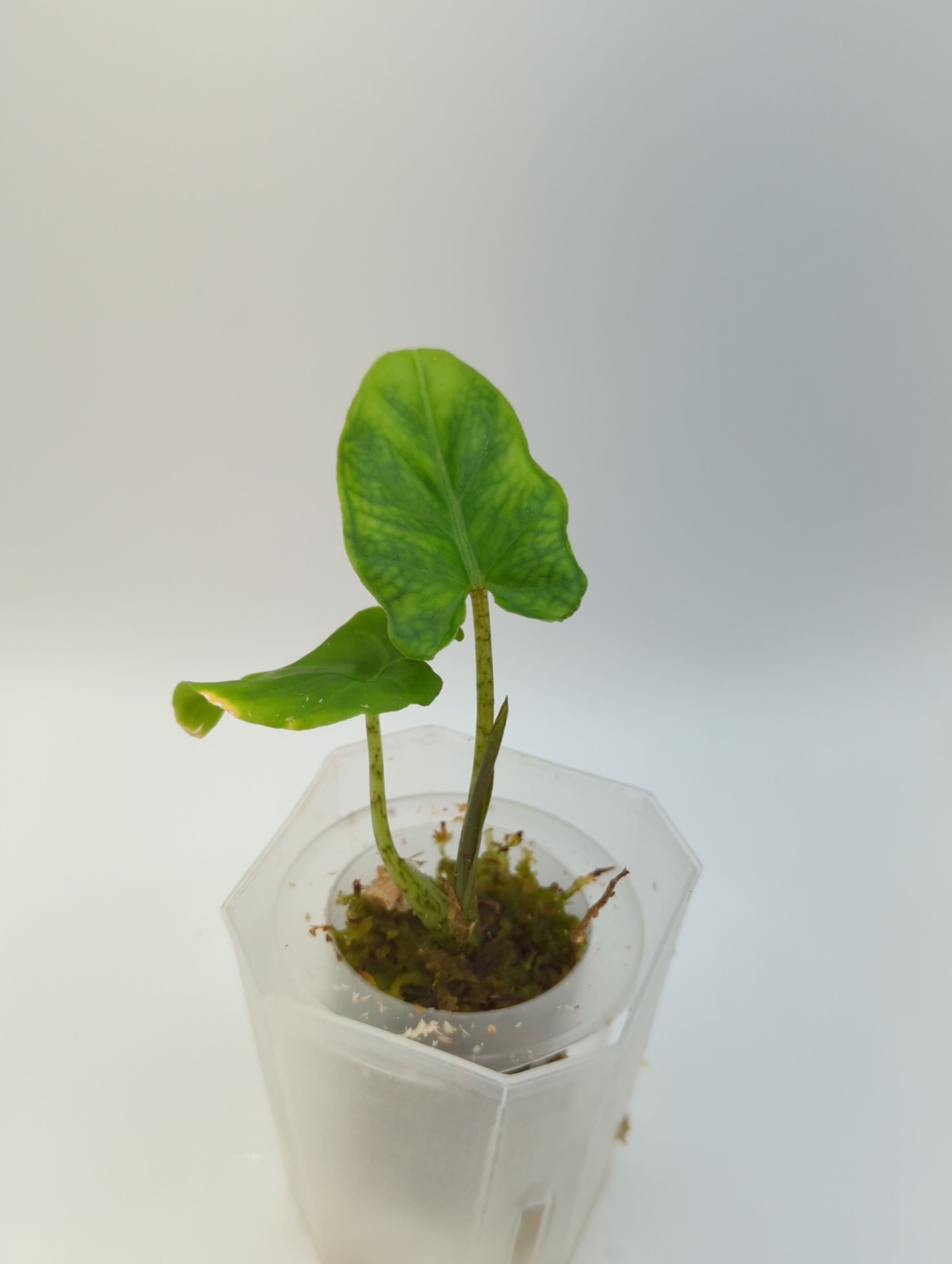 Alocasia lauterbachiana