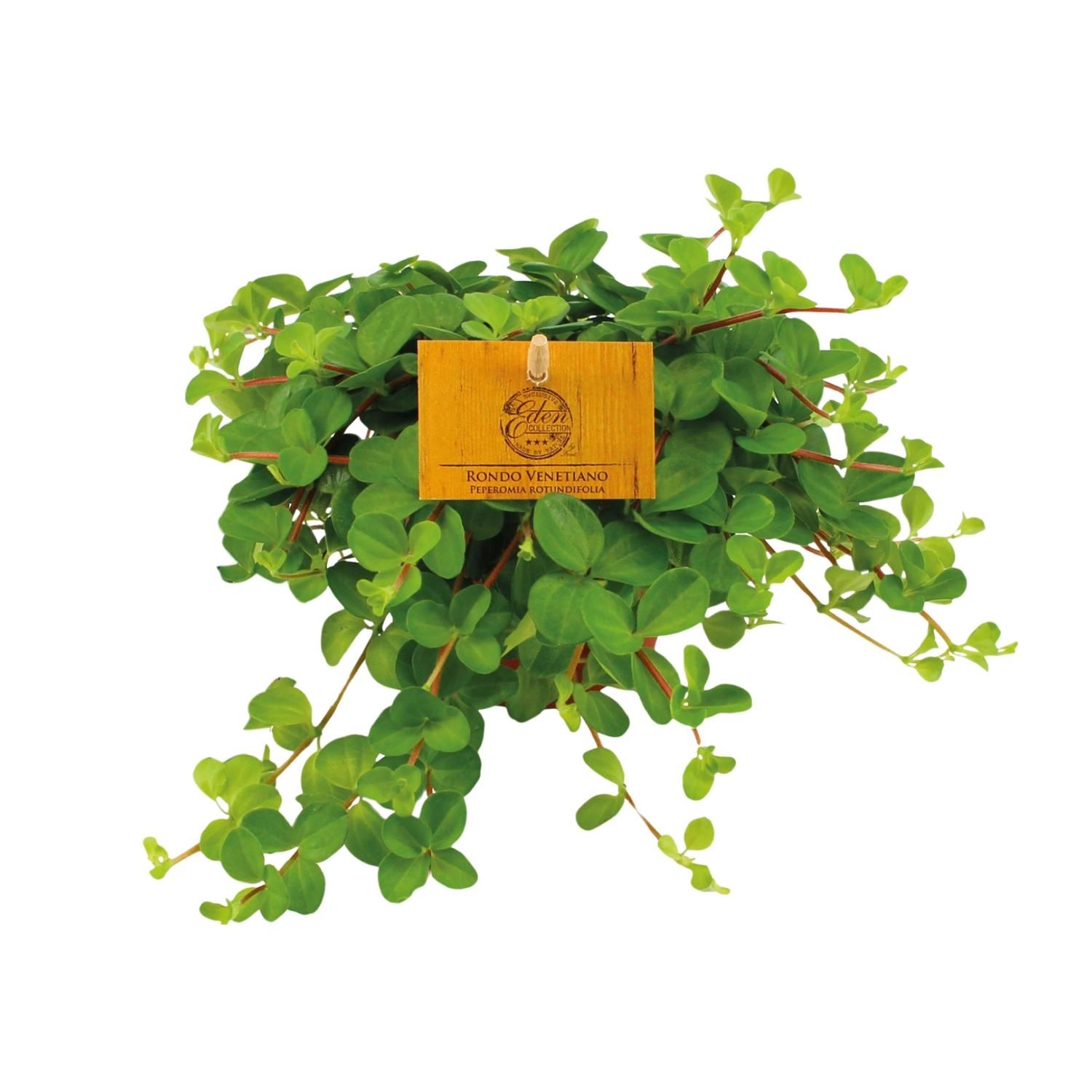 Peperomia Rotundifolia - Kompakte Zimmerpflanze mit glänzenden Blättern